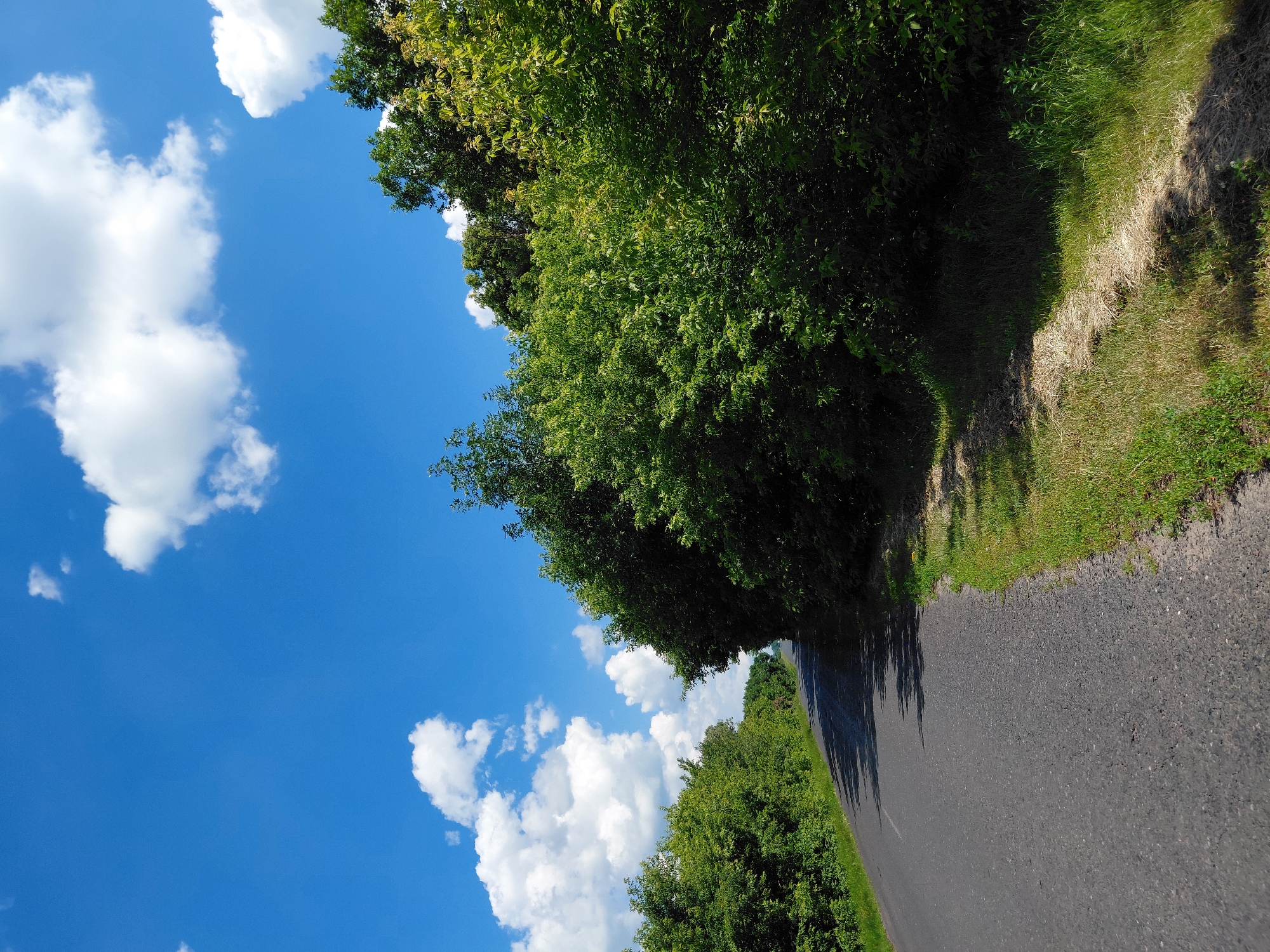 The image depicts a paved road curving through a dense forest under a bright blue sky with scattered white clouds. The road appears to be in a rural or semi-rural setting, possibly on the outskirts of the city of Hoholeve, Ukraine, given the lush green foliage and clear weather typical of the region during warmer months. On the right side of the road, a thick canopy of green trees forms a wall of vegetation, casting shadows across the asphalt. The left side of the road also features a line of trees, though slightly less dense, with a grassy shoulder. The road itself is dark gray, with a faint white line marking the center. No people or vehicles are visible in the scene. The overall impression is one of a peaceful, natural landscape.