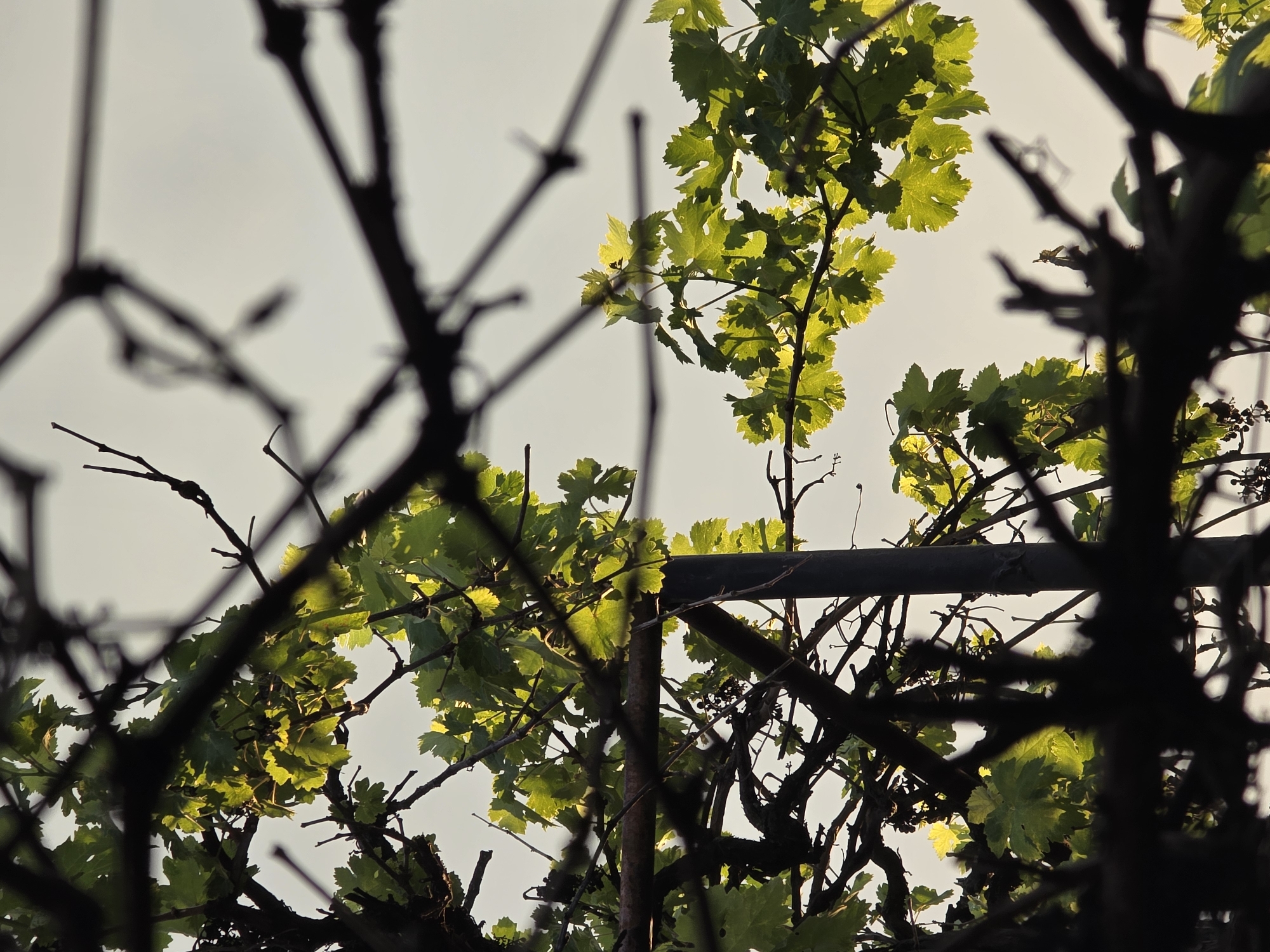 The image shows a close-up view of a grape vine against a pale sky. The vine's leaves are vibrant green and backlit, creating a glowing effect. Dark, silhouetted branches frame the leaves, some intersecting to create a network of lines. A horizontal metal bar is visible, possibly part of a support structure for the vine. The photo was taken in Yagodovo, Bulgaria.