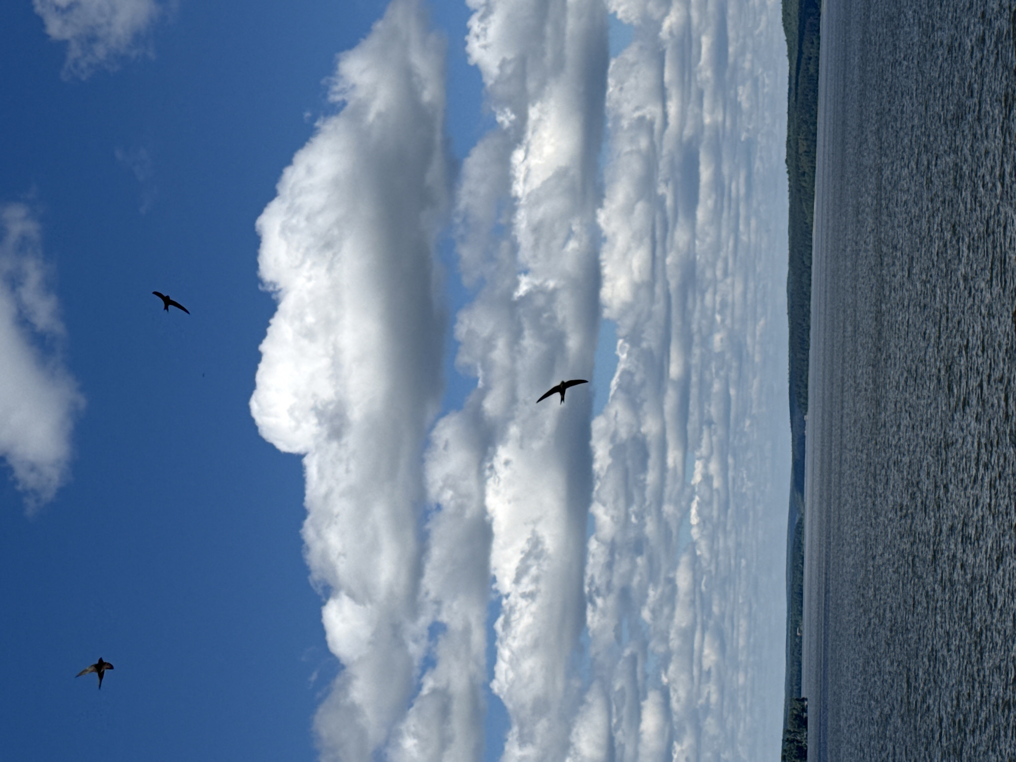 A scenic view of the Votkinsk Reservoir in Votkinsk, Russia, is depicted under a partly cloudy blue sky. Three birds are captured in mid-flight against the vast expanse of the sky. The reservoir occupies the lower half of the image, its surface textured with ripples. The horizon line is defined by a distant treeline of dense green forest that stretches across the frame, suggesting a natural, undeveloped shoreline. The clouds are a mixture of fluffy white cumulus formations and more elongated, streaky stratus clouds, creating depth and visual interest in the sky. The overall impression is one of a peaceful, natural landscape.