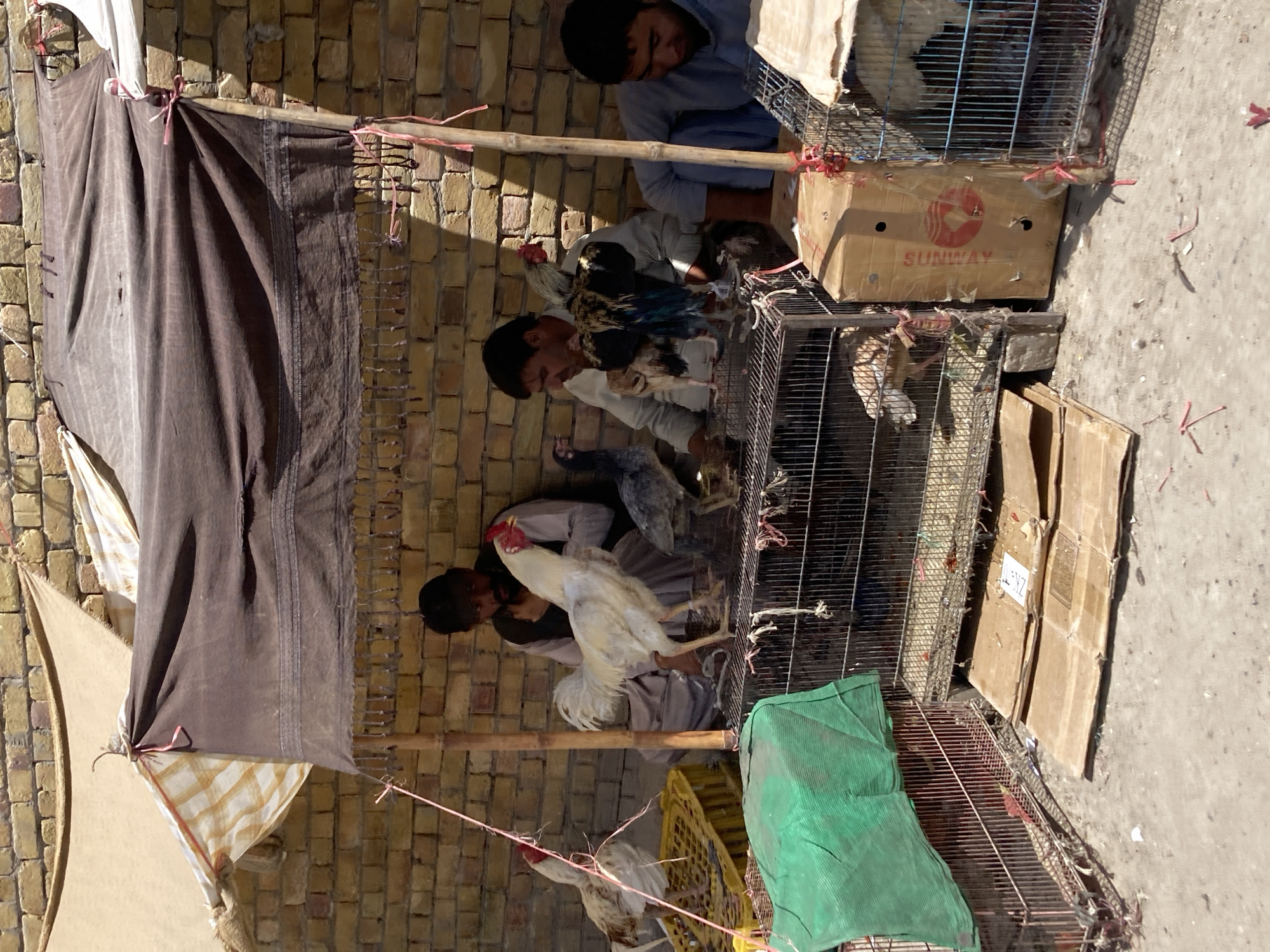 In Quetta City Tehsil, Pakistan, the image shows a shaded marketplace where chickens and roosters are for sale. Men stand among cages containing fowl. The cages are stacked, with cardboard boxes used as platforms or covers. A brown cloth is suspended overhead to provide shade. A brick wall forms the backdrop. The scene suggests an outdoor market focused on the sale of poultry.