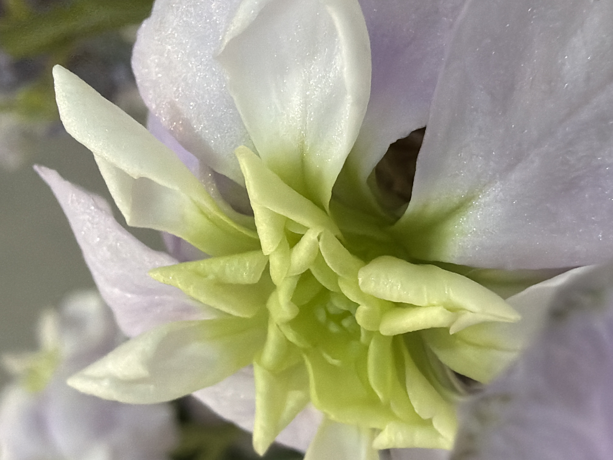A close-up, macro-style shot focuses on the intricate center of a flower, dominated by soft pastel colors. The outer petals are a delicate light purple or lavender, transitioning to white or very pale green closer to the heart of the bloom. These petals exhibit a slightly textured, almost sparkly surface, possibly due to tiny water droplets or fine hairs, which glimmers under the light.
The very center of the flower is densely packed with numerous small, light green, almost chartreuse-colored structures that resemble tightly wound buds or nascent petals. These central elements have a smooth, somewhat waxy appearance and a vibrant, fresh hue. They form a swirling, complex pattern, drawing the eye inwards.
The lighting appears soft and even, highlighting the textures and subtle color variations without harsh shadows, suggesting natural or diffused light. The background is heavily blurred, creating a shallow depth of field that keeps the flower sharply in focus and isolates it from any distracting elements. No activity or event is taking place, as it is a static image of the flower's natural state. There is no visible text. The overall impression is one of delicate beauty and botanical detail, captured with precision.