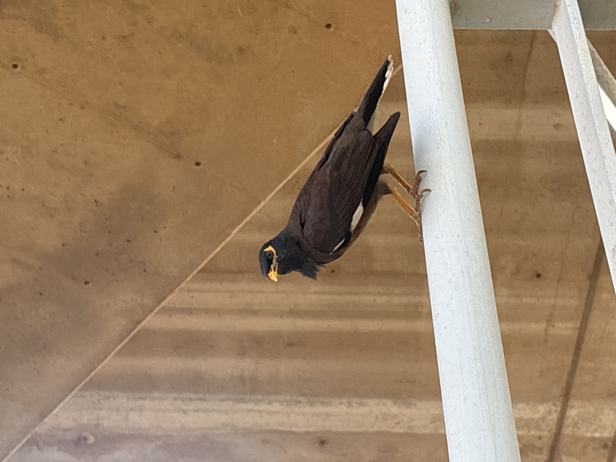 An Indian Myna bird is captured clinging upside down to a white cylindrical pole. The bird exhibits its characteristic dark brown to black plumage, a bright yellow beak, and a distinct yellow patch of skin around its eye. White patches are visible beneath its wings and at the base of its tail. Its strong, orange-yellow talons are firmly gripping the vertical pole.
The bird is positioned against a smooth, light brown overhead surface, which appears to be a ceiling or an underside of a structure, possibly made of concrete or wood paneling. To the right, another white structural element, likely a part of a railing or support beam, is partially visible. The lighting is even and diffused, suggesting an indoor or sheltered outdoor environment. The photograph is taken from a low angle, emphasizing the bird's inverted posture as it looks downwards. There is no visible text in the image. The scene is set in Tel-Aviv, Israel.