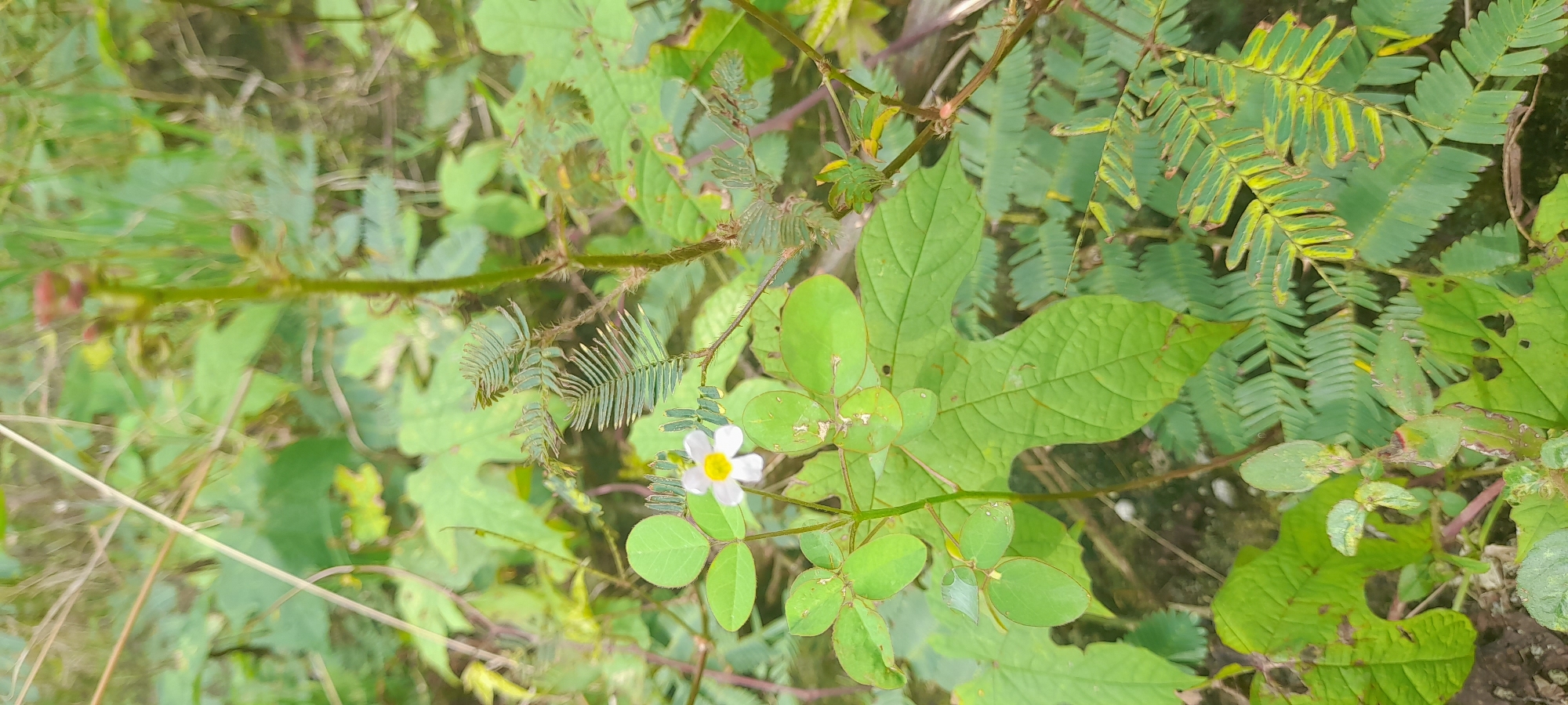The image depicts a close-up view of various plants and vegetation. There is a small white flower with a yellow center amidst the greenery. Different types of leaves are visible, including compound leaves with small leaflets and larger, three-lobed leaves. Some leaves exhibit signs of discoloration or damage. The scene seems to be set outdoors, likely in a natural or semi-natural environment. The origin location is Buketteukuh, Indonesia.