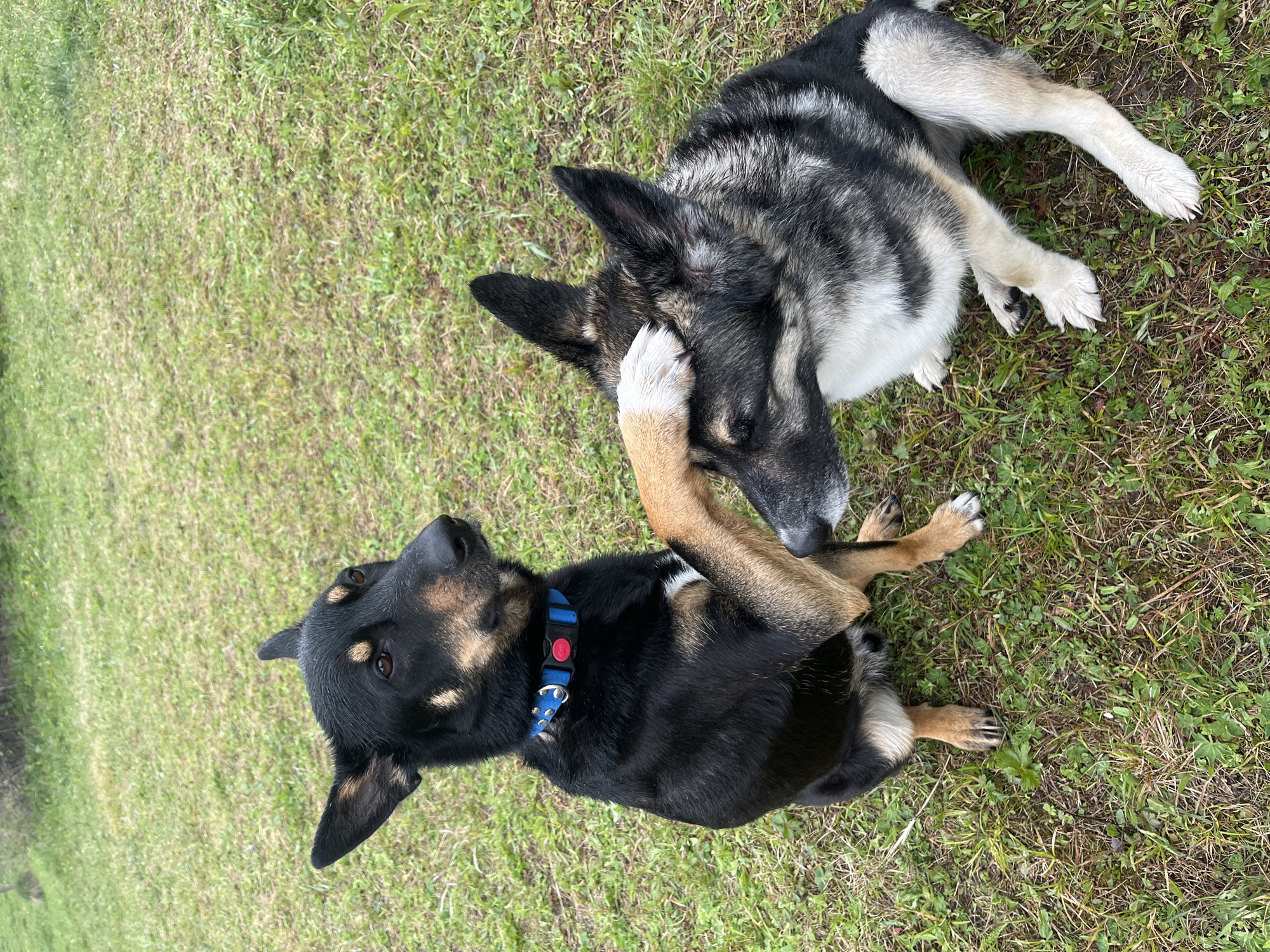 Two dogs are on the grass. One is black and brown and is lying on its back. The other dog, a Husky mix, is lying on its side. The black and brown dog has its paw on the Husky mix's face. The grass is green. The collar of the black and brown dog is blue with a red button. The location of Nizhny Tagil, Russia, is unknown.