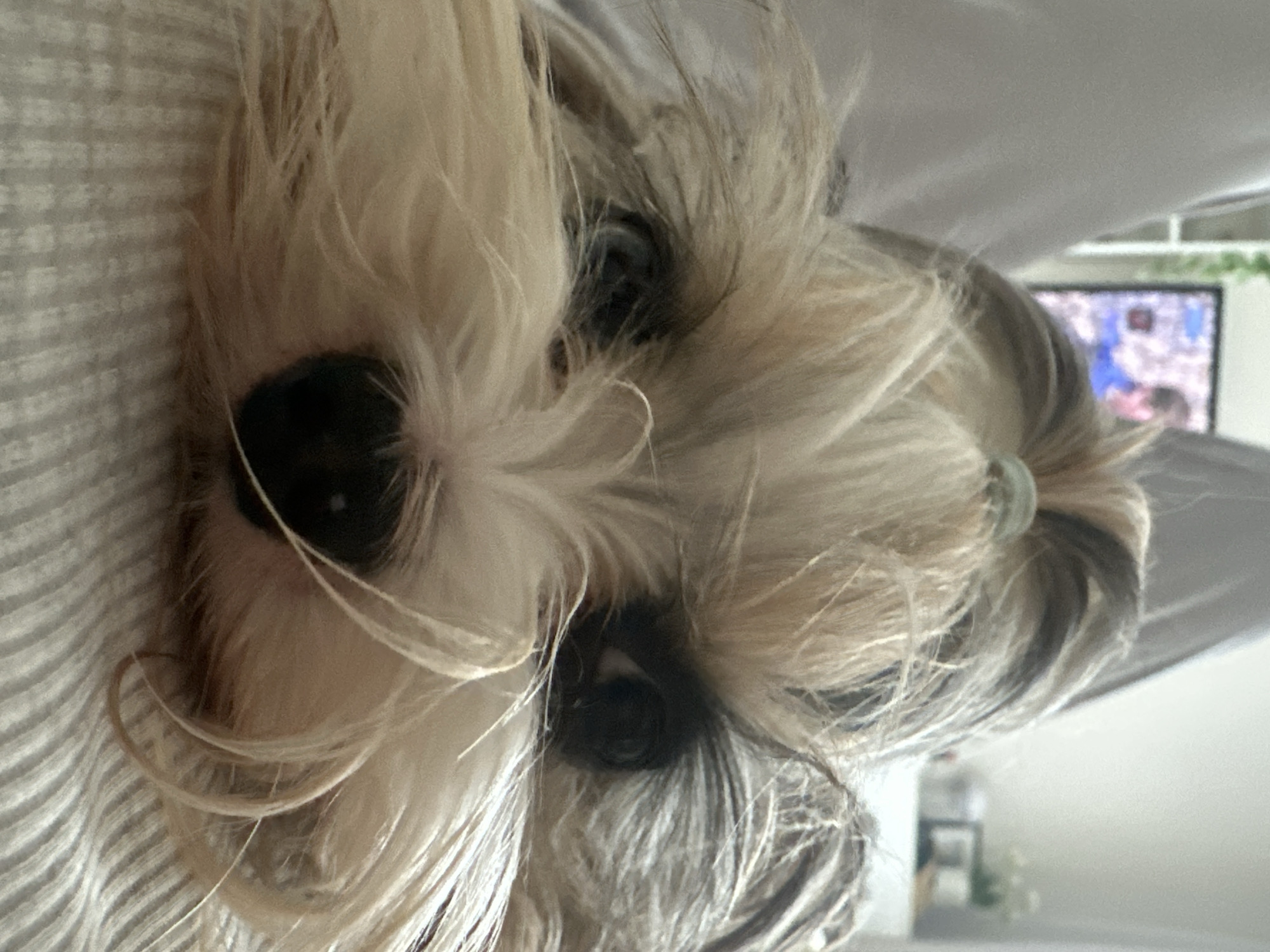 A close-up, portrait-oriented image shows the head and upper body of a small dog, likely a Yorkshire Terrier or similar breed, positioned on its side. The dog has shaggy, multi-toned fur, predominantly blonde or light cream on its face and neck, with darker grey or brown fur intermingled, particularly around its eyes and ears. Its dark, moist nose is prominent on the left side of the frame, and its dark eyes are visible through the fur, giving a curious or calm expression. A small, light blue or green hair tie is visible on the back of the dog's head, holding some fur in a small topknot.
The dog is resting against or on a light-colored, possibly striped, fabric surface, which could be bedding or upholstery. In the blurry background to the right, a television screen is visible, displaying what appears to be a sports match or a program with human figures, characterized by blue and white elements. The overall setting is an indoor domestic environment, likely a living room or bedroom, with soft, diffused lighting suggesting daytime. No specific location cues indicating Moscow, Russia, are visible in the image. There is no discernible text. The dog appears relaxed and is looking slightly towards the viewer.