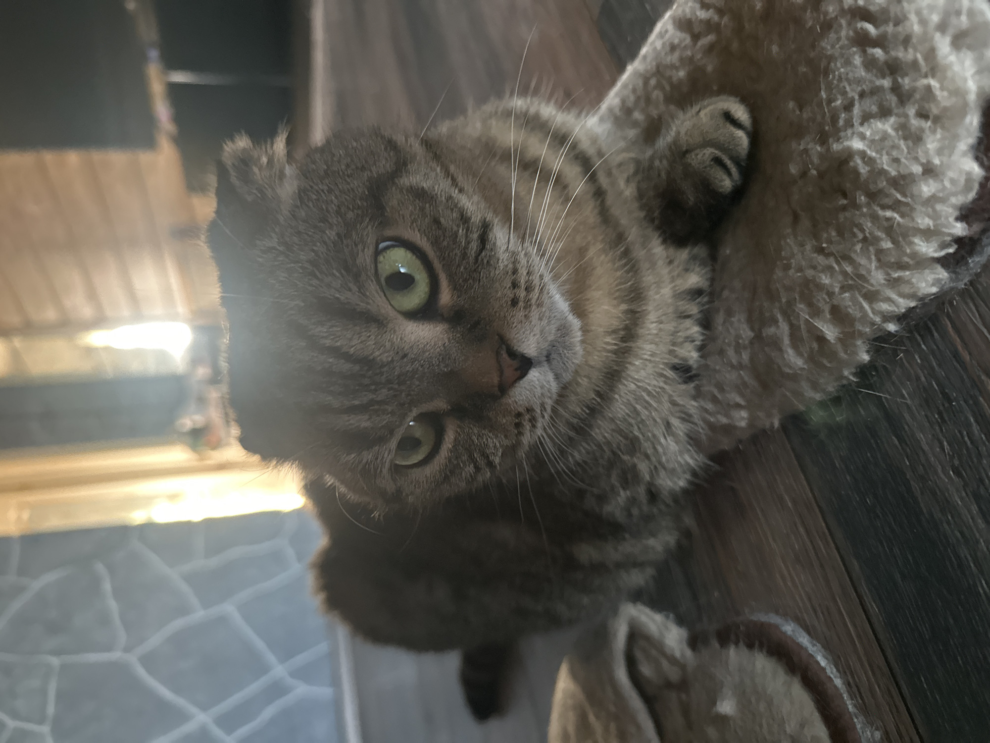 A grey tabby Scottish Fold cat lies on a fluffy beige mat on a wooden floor. The cat is facing the camera, with its left ear folded down and its right ear pointing up. Its eyes are wide and green. The cat's paws are tucked beneath its body. In the background, a wall with a textured pattern is visible, with sunlight streaming through a window. A pair of brown slippers are partially visible to the left of the cat. The scene appears to be indoors, likely in a residential setting within the city of Virki, Russia.