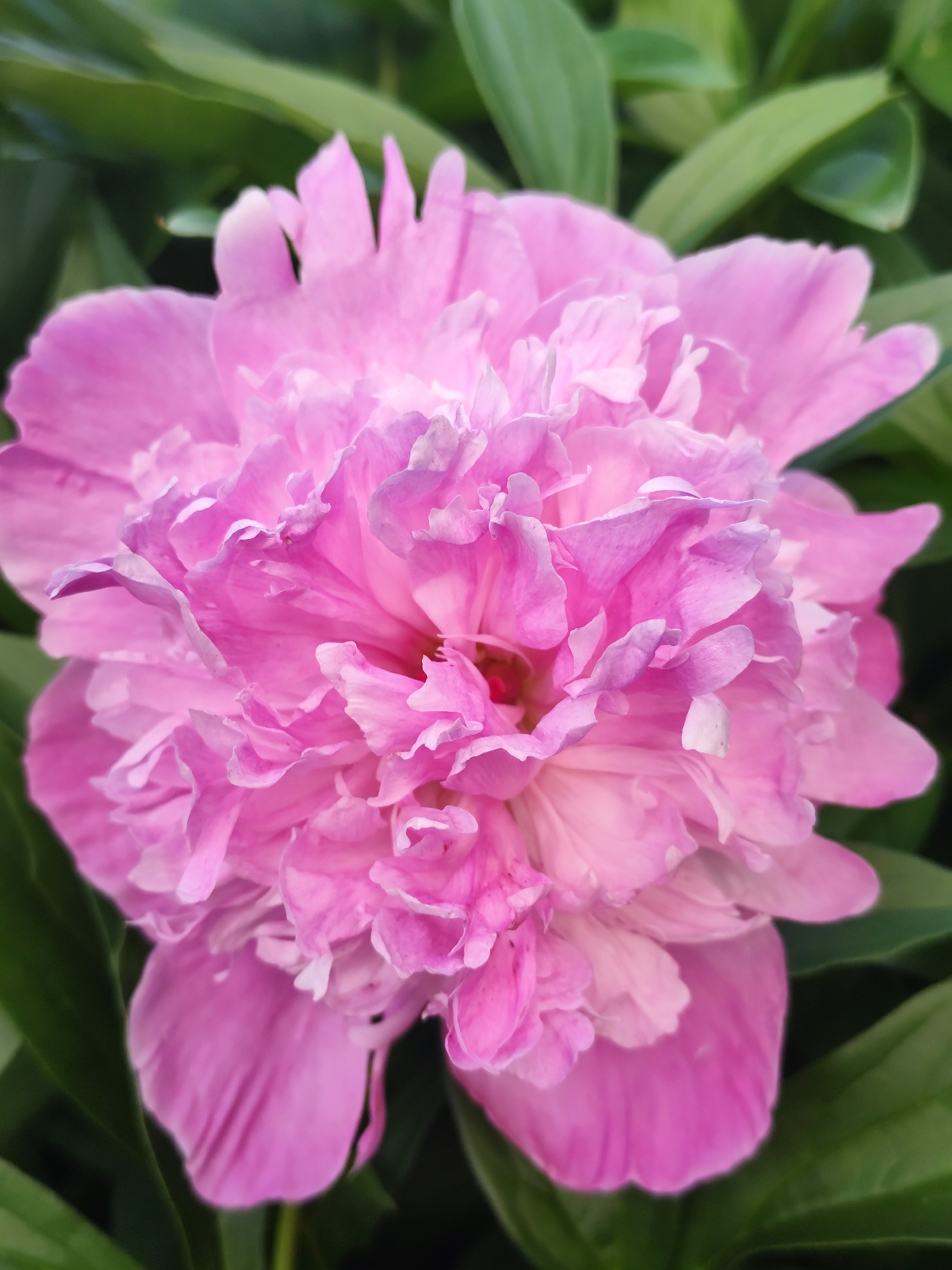The image is a close-up, vertically oriented photograph of a pink peony flower in full bloom. The flower is the central subject, filling most of the frame with its numerous layered petals. The petals are a vibrant pink, with some appearing lighter and almost white towards the center, and others deeper pink on the outer edges. The texture of the petals is delicate and slightly ruffled.
The background consists of soft-focus green foliage, suggesting the flower is growing outdoors in a garden or natural setting. The lighting appears natural, possibly indicating daytime, with gentle illumination that highlights the flower's form and color without harsh shadows. There are no visible people, objects other than the flower, or text. The overall mood conveyed is one of natural beauty and floral abundance, typical of a spring or early summer garden. The location context of Фоки, Russia, suggests this scene is taking place in that geographical region during the peony blooming season.