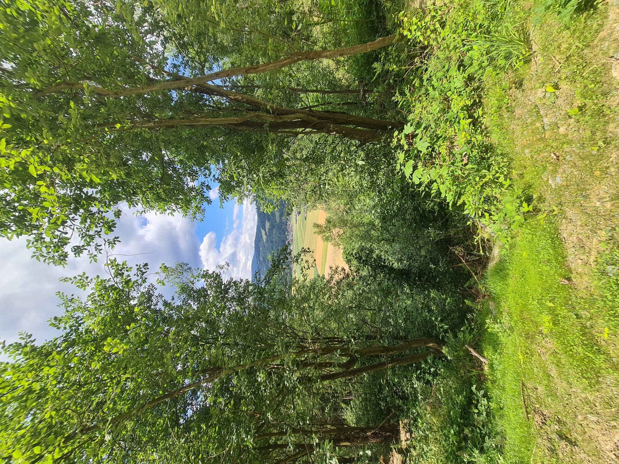 The image depicts a view through trees towards a valley in Feldkirchen, Kärnten, Austria. In the foreground, lush green grass and various plants are visible. The midground features dense foliage and tree trunks, with sunlight filtering through. Beyond the trees, a cultivated field, possibly agricultural land, is visible in shades of yellow and green. In the distance, hills and mountains form the backdrop, under a sky with scattered white clouds and patches of blue. The scene is natural and undeveloped, suggesting a rural or semi-rural environment. There are no people or animals present in the image.