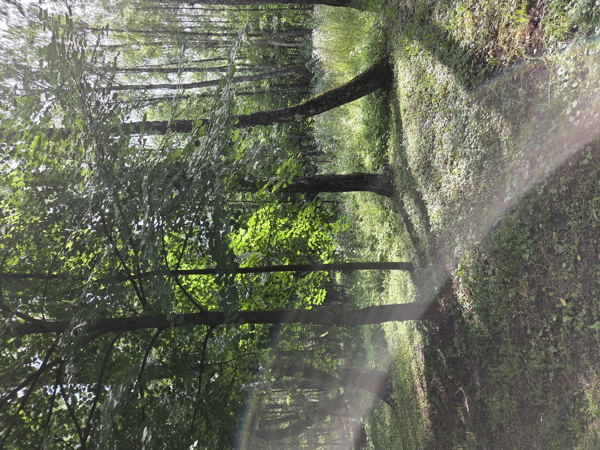 This media file depicts a sun-dappled forest path in Zheleznogorsk, Russia. The scene is dominated by lush green trees with sunlight filtering through their leaves, casting shadows on the ground. The path itself is covered in grass and small plants. A faint rainbow-like lens flare is visible in the lower right portion of the image, suggesting the presence of moisture in the air and the angle of the sun. The trees are varied in size and shape, with some appearing to be birch trees based on their bark texture, which is common in Russian forests. The overall impression is one of a peaceful and natural setting on a bright day. The image does not contain any people or text.