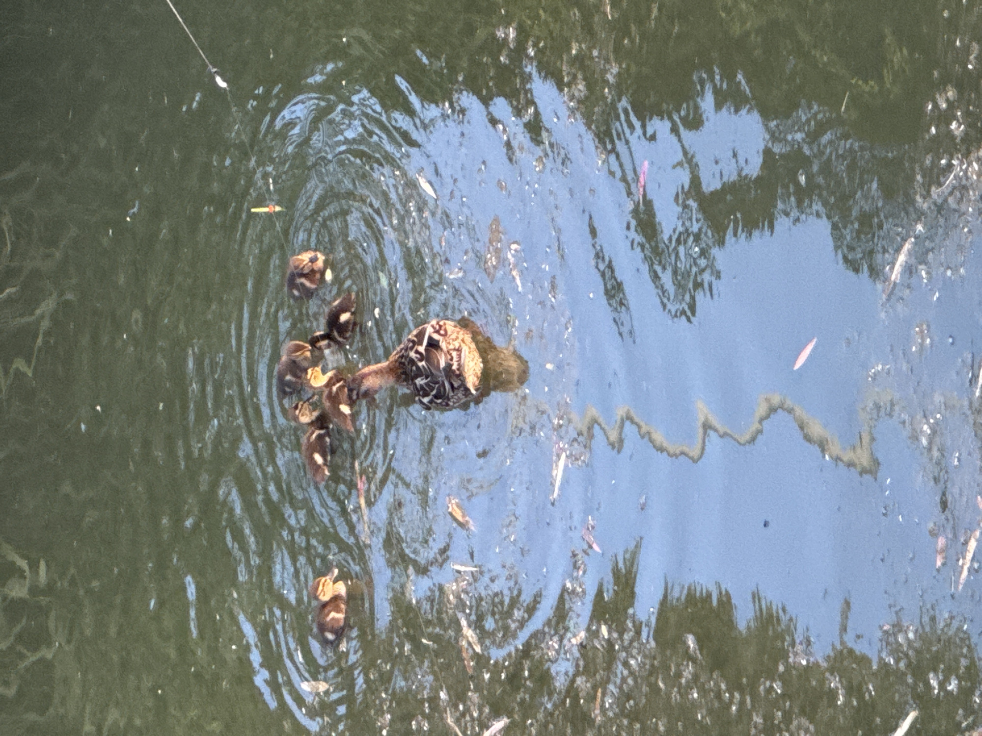 An overhead shot captures a mother duck and six ducklings swimming in a body of water. The water is a murky green with patches of reflected blue sky, and its surface is disturbed by ripples. The mother duck, larger and darker than her offspring, is positioned centrally, with the ducklings clustered around her. The ducklings are fluffy and brown with darker markings. The environment appears to be a natural outdoor setting, possibly a park or pond, with debris floating on the water's surface. A yellow-tipped fishing float and a taut fishing line are visible in the upper right quadrant of the image. There are no people present in the image. The scene is devoid of any specific landmarks that would allow for identification of a location within the city of Sochi, Russia.