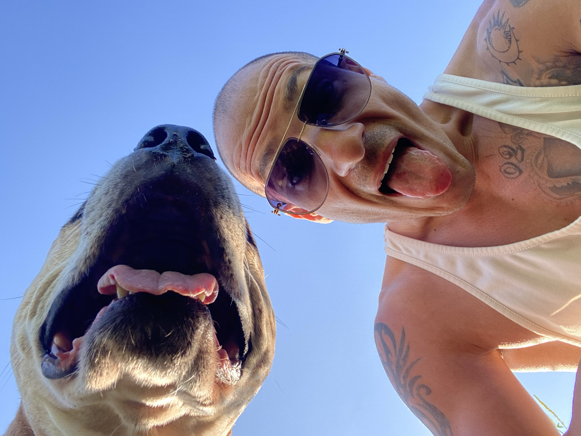 In a low-angle, outdoor, selfie-style photograph taken against a clear blue sky, a man and a dog are prominently featured. The man, with a shaved head and wearing sunglasses and a beige tank top, is looking directly at the camera with his mouth open and tongue extended, making a playful or surprised expression. He has tattoos on his chest and left arm.
Above and behind the man, a dog's face is captured with its mouth wide open, revealing its tongue and teeth, also appearing to be in a moment of exuberance or play. The dog's head is positioned in a way that suggests it's leaning in towards the camera or the man.
The environment appears to be sunny, casting shadows and highlighting the subjects. There are no discernible city landmarks or elements that would indicate a specific location within Pleven, Bulgaria. The focus is on the interaction and expressions of the man and the dog.