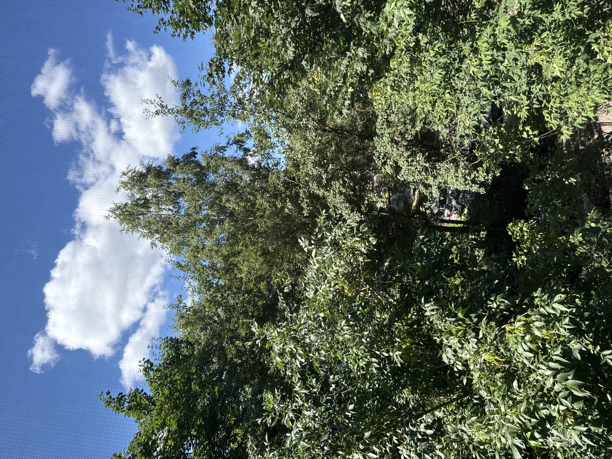 An aerial view captures a dense canopy of green trees, predominantly deciduous, against a bright blue sky dotted with fluffy white clouds. The foliage creates a lush, layered effect, obscuring much of what lies beneath, though glimpses of a paved area with parked vehicles are visible through gaps in the leaves. The scene appears to be a residential area, possibly a courtyard or park within the city of Khimki, Russia, characterized by the presence of cars and the dense vegetation suggesting an urban green space. The lighting indicates it is daytime, with sunlight filtering through the leaves, creating pockets of shadow and highlight.
