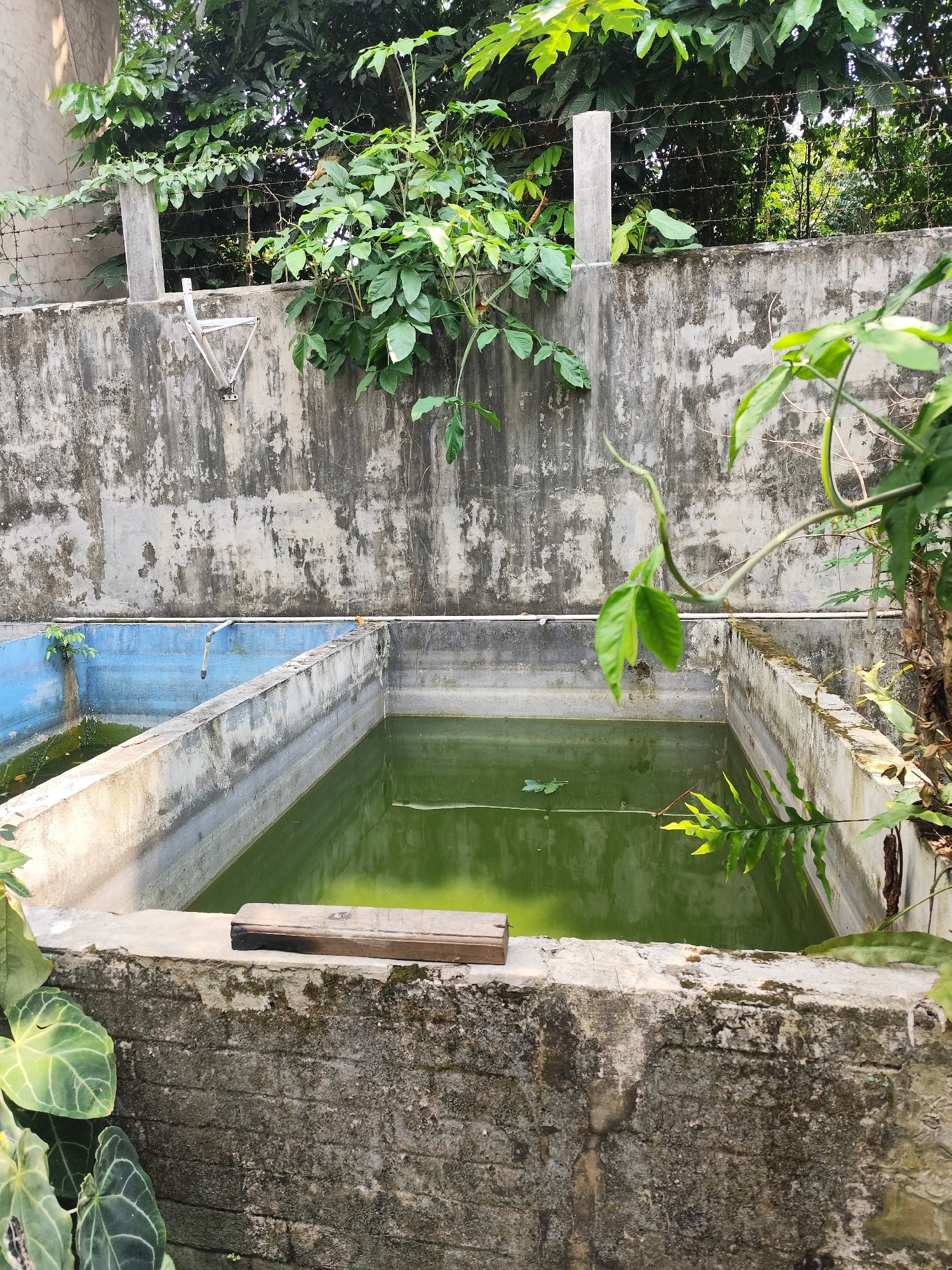 The image depicts an outdoor scene with two concrete tanks filled with murky green water. The tanks are adjacent to each other, separated by a concrete wall. The larger tank in the foreground has a wooden plank resting on its edge. The background features a weathered concrete wall adorned with patches of moss and grime. Above the wall, lush green foliage from trees and vines can be seen, with some branches reaching down towards the tanks. Barbed wire is stretched along the top of the wall, suggesting a boundary or security measure. In the distance, more trees are visible, indicating a natural or semi-natural environment. The lighting suggests it is daytime, with sunlight filtering through the leaves, casting some shadows and highlights. The overall impression is of an overgrown, possibly disused, aquatic facility, possibly a fish farm or reservoir, located in a humid, tropical environment consistent with Bogor, Indonesia.