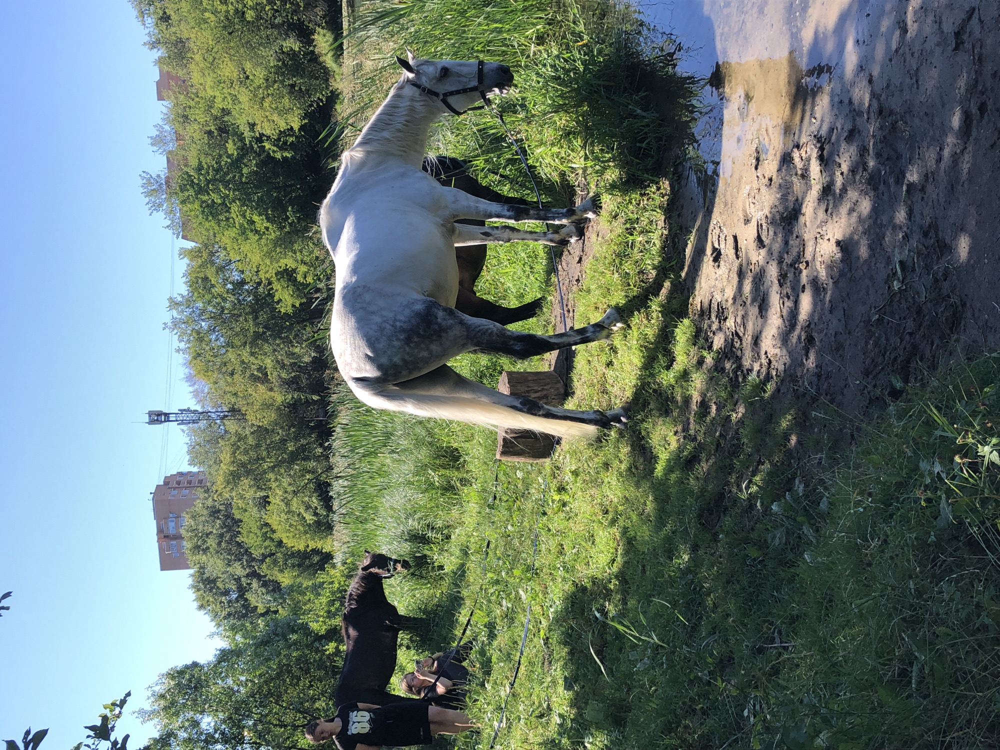 The image depicts a sunny outdoor scene with two horses and two people in a grassy area near a body of water. A large, grey-speckled horse stands in the foreground, facing right and grazing on tall grass by the water's edge. Behind it, a dark brown horse is partially visible, also in the grass. To the left, a young person wearing a black t-shirt with "86" printed on it stands looking towards the horses. Another person is seated in the grass to the left of the standing person, holding a camera and appearing to take a photo. The environment includes lush green grass, reeds, trees in the background, and a bright blue sky. In the distance, a multi-story building and a cell tower are visible, suggesting an urban or suburban fringe location. The ground near the water is muddy, with visible tracks. The presence of the building and cell tower indicates the location is likely within or on the outskirts of Moscow, Russia.