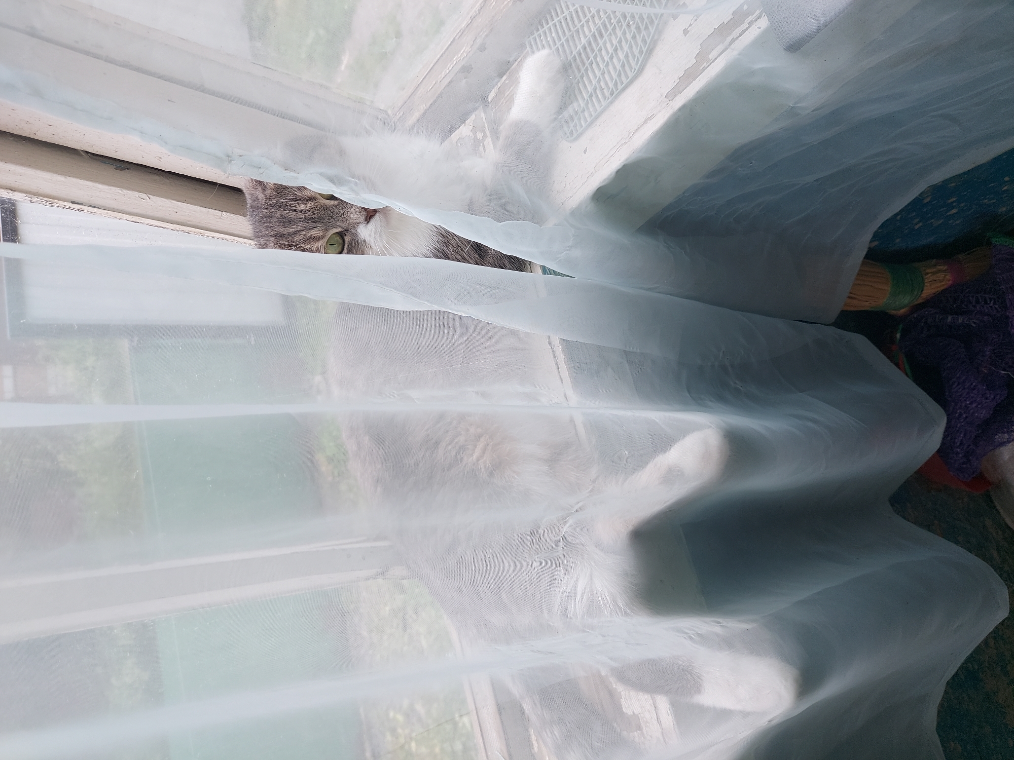 A grey and white cat with green eyes is resting on a windowsill, partially obscured by sheer white curtains. The cat's body is mostly visible, with its head turned towards the camera, peeking through a gap in the fabric. One of its white paws is extended onto the windowsill. The windowsill appears to be made of wood and is somewhat weathered. Behind the cat and through the window, a blurred outdoor scene with greenery is visible. The lower part of the image shows a glimpse of a broom and some fabric items on the floor.