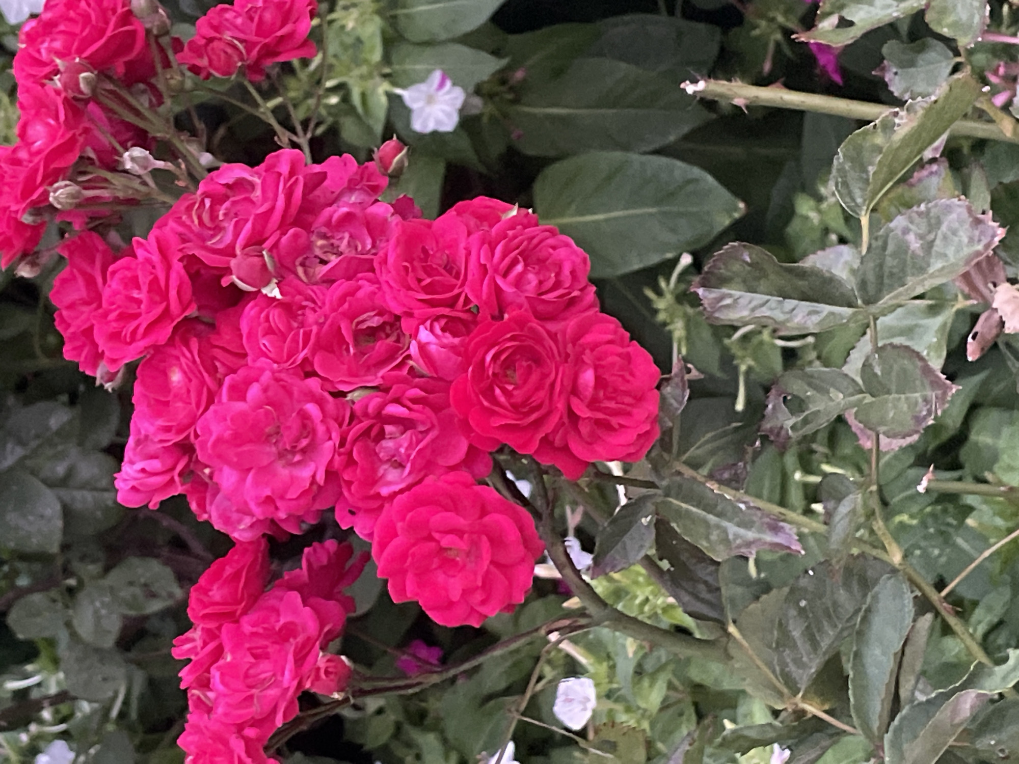 The image shows a close-up view of a cluster of bright pink roses with green foliage in the background. Several individual rose blooms, varying in openness, are visible, along with some tightly closed buds. The roses are the primary subject, with their vibrant color dominating the frame. The background consists of out-of-focus green leaves and stems, suggesting a garden or natural setting. There are also a few small white flowers scattered among the greenery. The lighting appears to be natural, highlighting the texture and color of the rose petals. There are no people or identifiable landmarks from Kadıköy, Turkey, visible in the image.