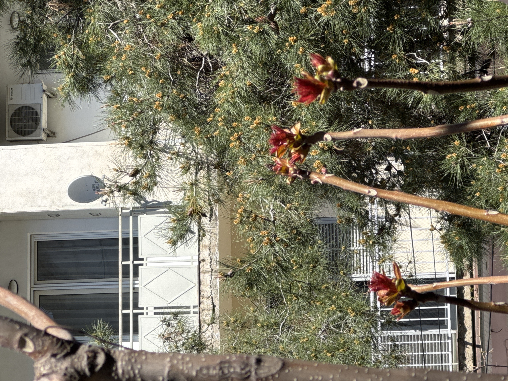 A tree branch with red buds obscures a view of an urban scene, likely in Tbilisi, Georgia. Behind the branch, a multi-story building with white facade and windows featuring a geometric pattern is visible. An air conditioning unit and a satellite dish are mounted on the building's exterior. A conifer tree with yellow cones stands between the branch and the building. The scene is bathed in sunlight.