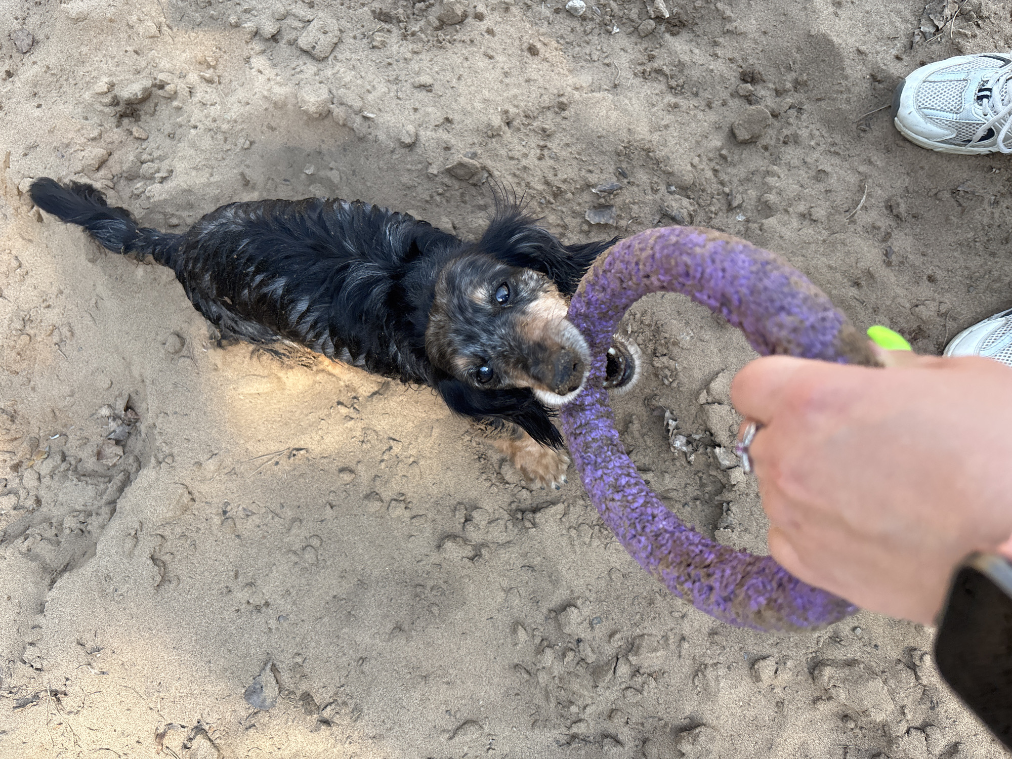 A black and tan dachshund-mix dog lies on a sandy surface, possibly a beach or playground, in the city of Selychka, Russia. The dog is pulling on a purple, ring-shaped toy held by a person's hand. The person is wearing a black jacket, has a bright green painted fingernail, and has a wedding ring on their finger. A pair of white athletic shoes with gray laces are also visible on the sand near the person. The sand has a slightly grainy texture and a light tan color.