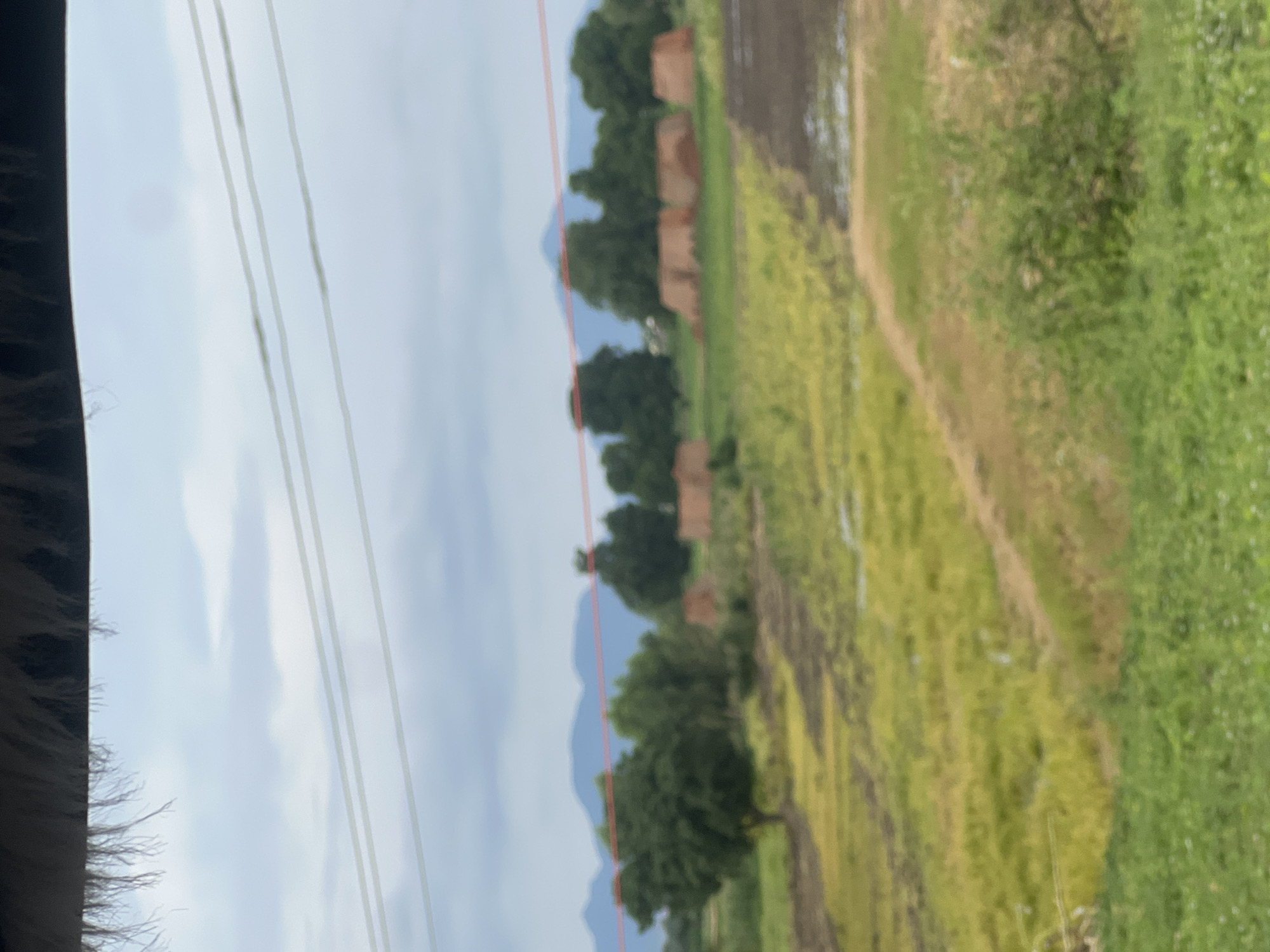 The image depicts a landscape scene, likely on the outskirts of Jalingo, Nigeria, with a focus on rural agriculture and construction. In the foreground, lush green vegetation and a field of yellow and green crops suggest agricultural activity. Further into the midground, several kilns, possibly for firing bricks, are visible, indicating a construction or industrial element. These kilns are made of reddish-brown material and are arranged in a line across the field. Scattered amongst the kilns and beyond are numerous trees, some appearing as dense clusters and others as solitary figures. In the background, rolling hills or mountains are faintly visible, shrouded in a hazy, overcast sky. The overall impression is one of a developing rural area, balancing agricultural practices with construction needs.