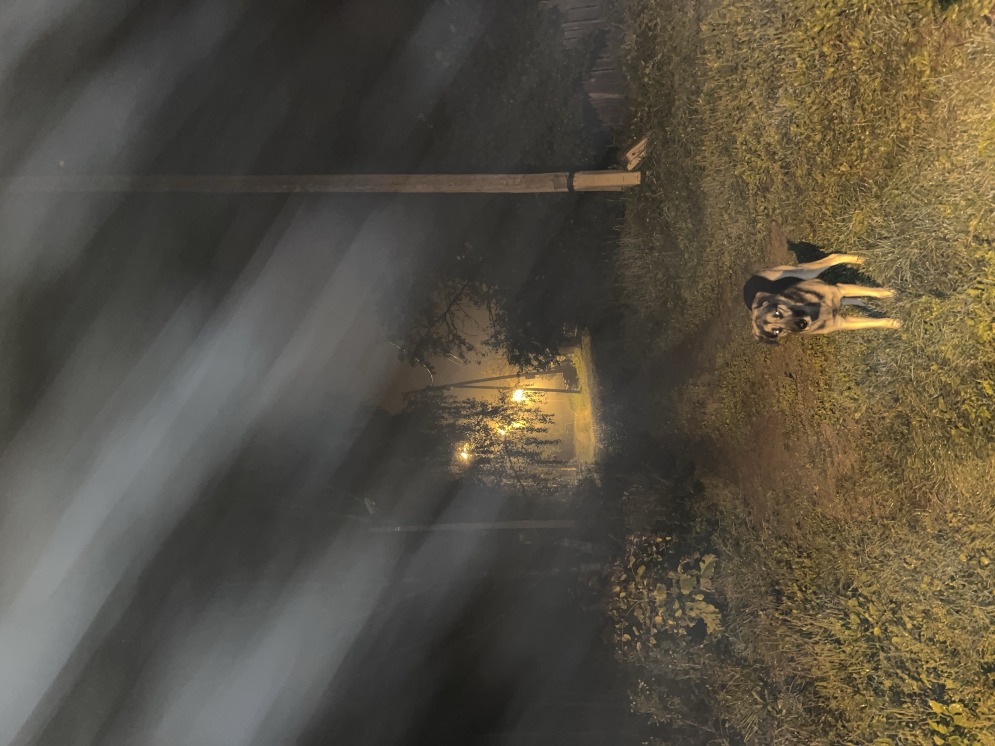 A dog stands on a dirt path at night, illuminated by streetlights and hazy shafts of light that create a surreal, almost ethereal atmosphere. The dog, a medium-sized breed with tan and black markings, faces the camera with a slightly wary expression. Its eyes reflect the light, giving them an eerie glow. The path winds through a grassy area with foliage on either side. In the background, more streetlights cast a warm glow on trees and a wooden fence. A utility pole stands to the right of the path, with some debris at its base. The overall impression is one of quiet solitude, with the dog as the sole animate subject in an otherwise still and slightly mysterious nocturnal landscape. The location is identified as Nizhny Tagil, Russia.