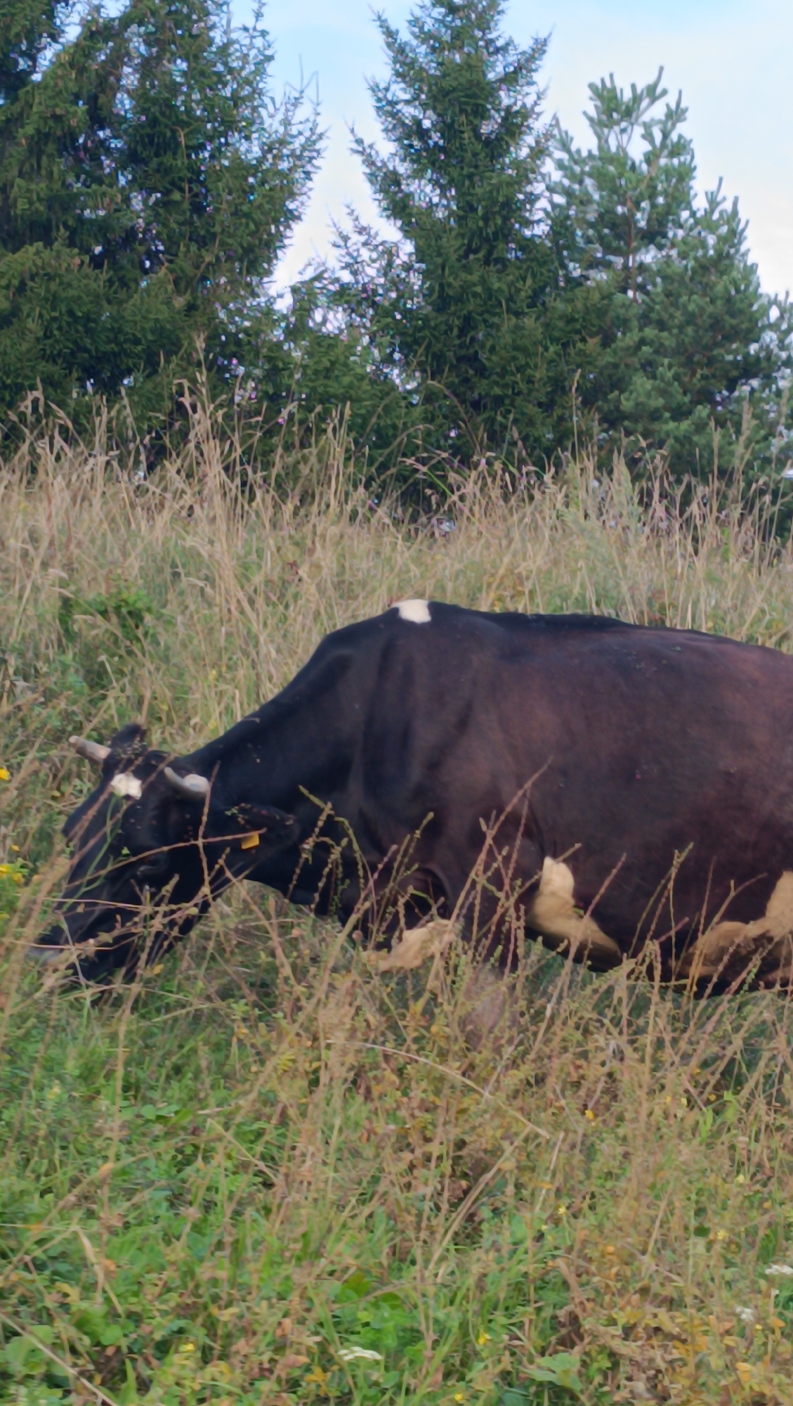 A black and white cow is grazing in a field of tall grass. The cow is facing left and its head is down, as if it is eating. There are trees in the background. The sky is blue and there are a few clouds. The image appears to be taken in a rural area.