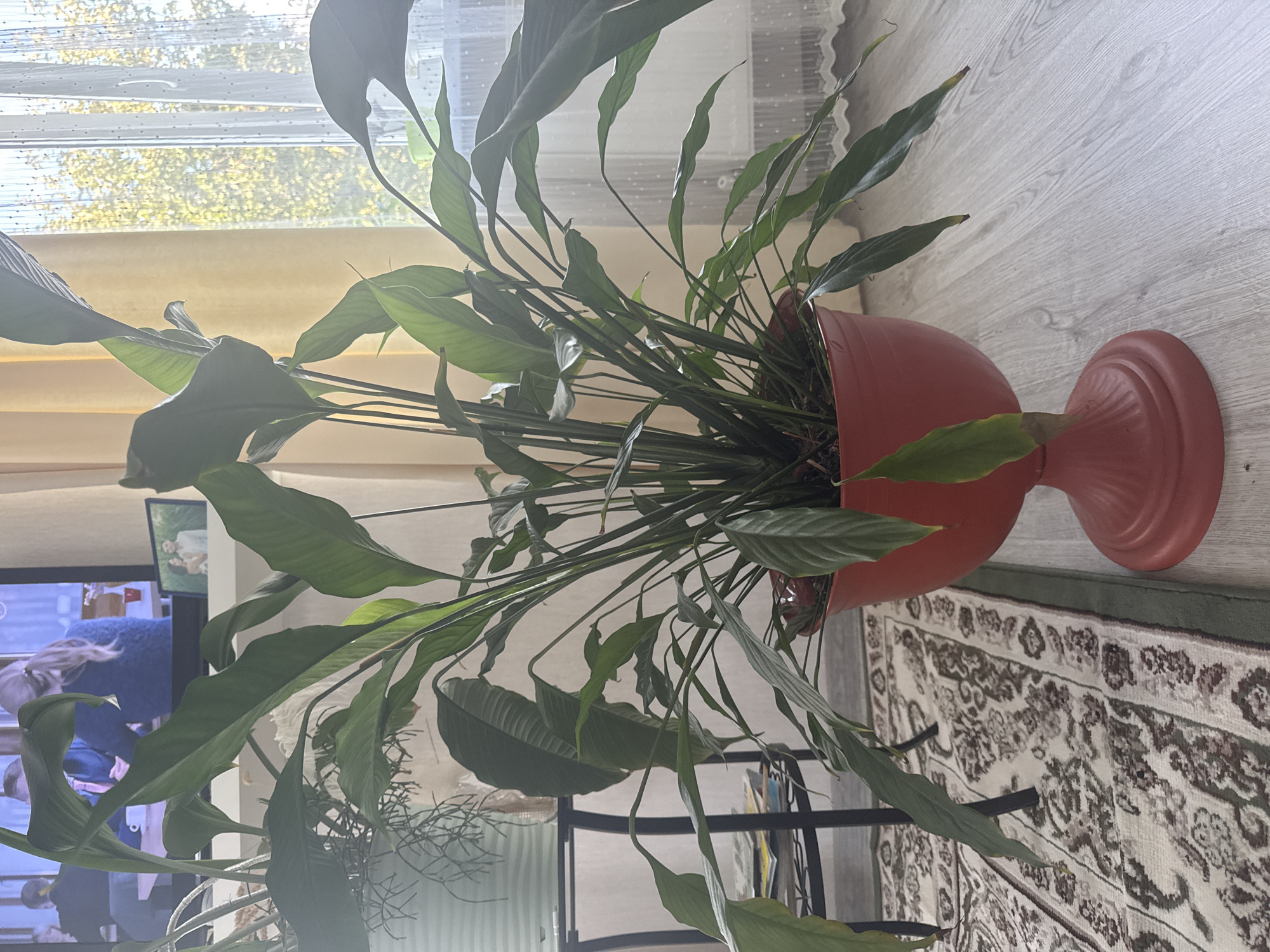The image depicts a large peace lily plant in a red urn-style planter. The plant has numerous long, dark green leaves and is positioned on a light-colored floor. To the left of the plant, a patterned rug is visible, and behind it, a black metal stand holds magazines. In the background, a television screen shows two figures, and a framed photo of a couple is also visible on a shelf. A sheer yellow curtain hangs behind the plant, and sunlight streams through a window with a white lace curtain. The overall setting appears to be an indoor living space, potentially in Nikolaevka, Russia, given the provided location.
