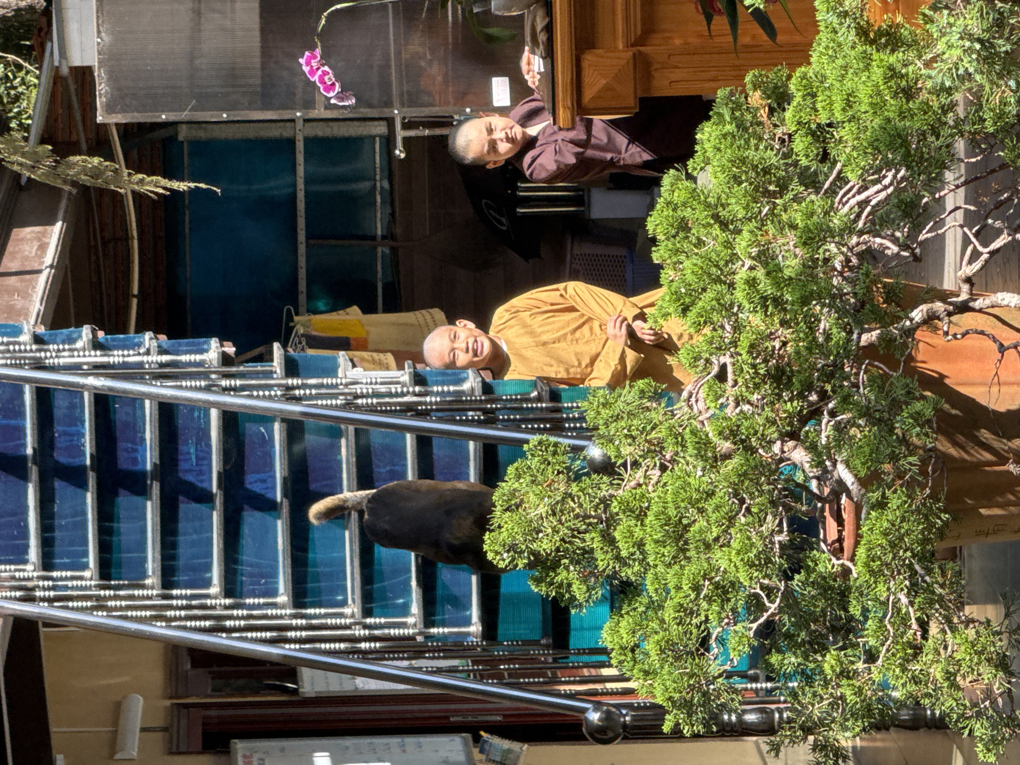 The image depicts a scene outside what appears to be a Buddhist temple or monastery in Da Lat, Vietnam. In the foreground, a large, well-maintained bonsai tree with dense green foliage dominates the lower half of the frame. Behind the bonsai, a set of blue-treaded stairs with polished metal railings leads upwards. A black cat with a tan tail is visible ascending the stairs. To the right of the stairs, two young Buddhist monks, likely novices, are present. The monk on the left, wearing a saffron robe, smiles broadly at the camera. The monk on the right, dressed in a maroon robe, looks towards the camera with a neutral expression. He is positioned near a wooden desk or altar, suggesting a functional area of the temple. Behind the monks, a dark curtain or screen is visible. A pink orchid with several blooms is delicately positioned on the right side of the frame, adding a touch of color. The overall lighting suggests a sunny day, casting shadows and highlighting the textures of the environment. The architecture and attire of the individuals strongly indicate a location within a Buddhist spiritual site in Vietnam.