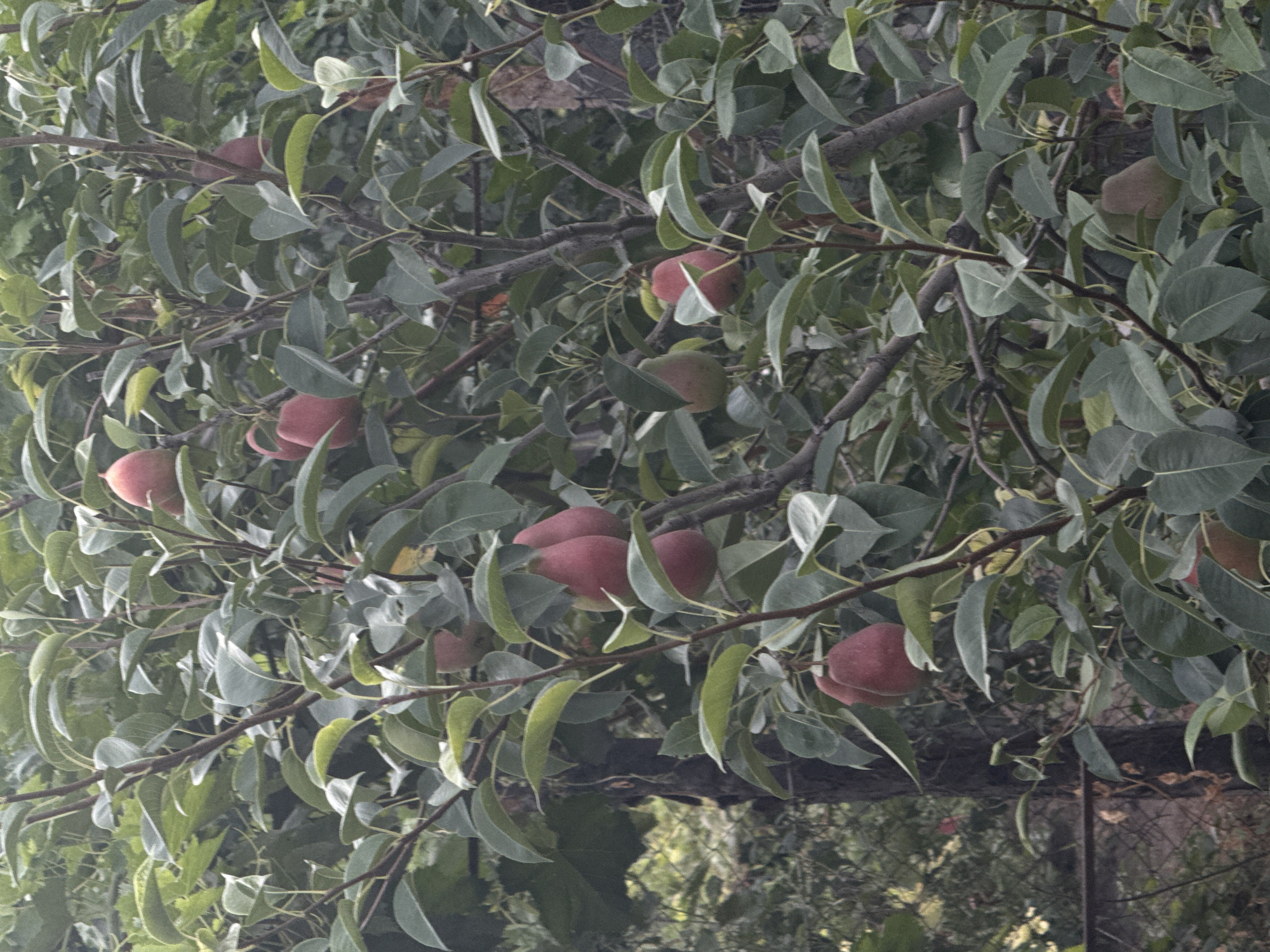 A pear tree is laden with ripe fruit, mostly red and some green, amidst lush green leaves. The scene appears to be in Vostok, Kyrgyzstan, evidenced by the presence of a wire fence and a weathered wooden post in the background, suggesting a residential garden or an orchard on the outskirts of the city. The lighting is diffused, indicating an overcast day or the shaded interior of the tree canopy.