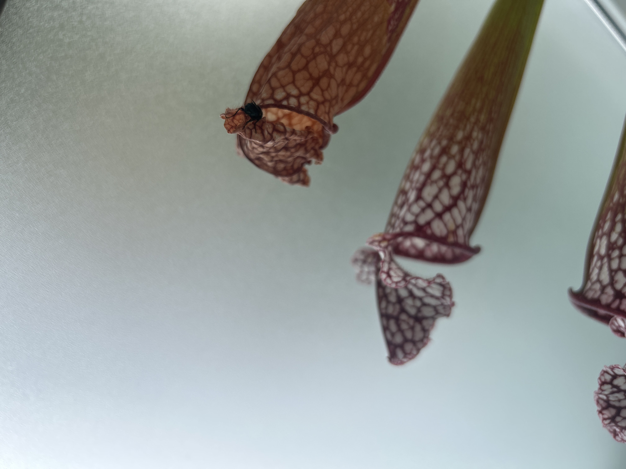 A close-up shot captures the detail of a pitcher plant with a small, dark insect perched on its rim. The plant's pitcher is a reddish-brown color with a distinct reticulated pattern of lighter veins, and a ruffled opening at the top. In the background, the light is diffused through a frosted surface, creating a soft, bright glow. To the left, other pitcher plants are visible, mostly out of focus, with their characteristic trumpet-like shapes and similar vein patterns. The focus is sharp on the insect and the immediate rim of the pitcher it occupies. The scene is static, with no apparent action other than the presence of the insect on the plant.