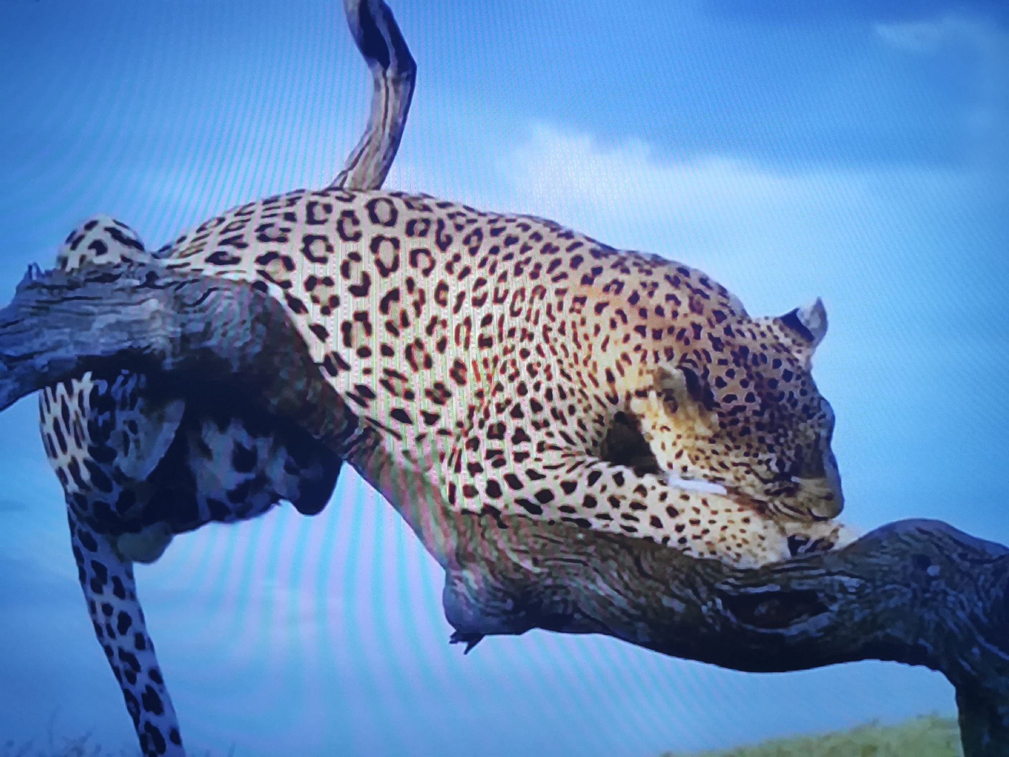 A leopard is perched precariously on a dead tree branch against a bright blue sky. The leopard's spotted coat is clearly visible as it grips the branch with its paws, its body contorted to maintain balance. The rough texture of the bark contrasts with the smooth fur of the animal. The scene is set in a natural environment, likely a savanna or grassland, judging by the hint of dry vegetation at the bottom of the frame. There are no indications of urban surroundings or any specific location within the city of Dnipro, Ukraine.