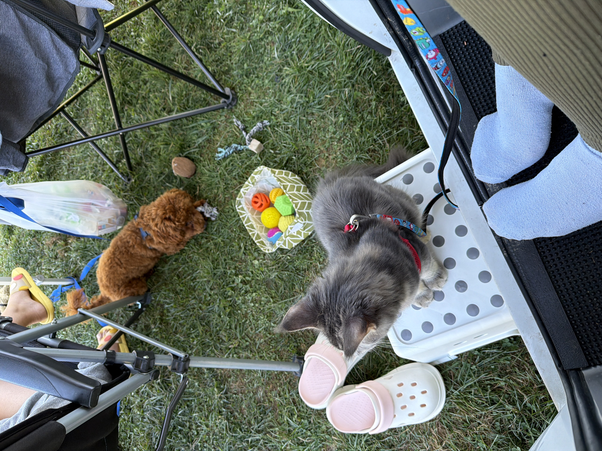 The image depicts an outdoor scene, likely a park or backyard, on a grassy area in Sarnitsa, Bulgaria. A gray cat with a red and blue patterned collar is perched on a white stool with gray polka dots. In front of the stool are two white Crocs with pink trim. To the left, a person's legs are visible, with one foot wearing a yellow slipper. A small, brown, curly-haired dog is lying on the grass near a camping chair. A white plastic bag filled with various items sits behind the dog. A small woven basket containing colorful toys, including what appear to be small balls, is situated on the grass near the cat. Another dog toy, made of braided rope, is also visible on the grass. The overall impression is a casual outdoor gathering with pets.