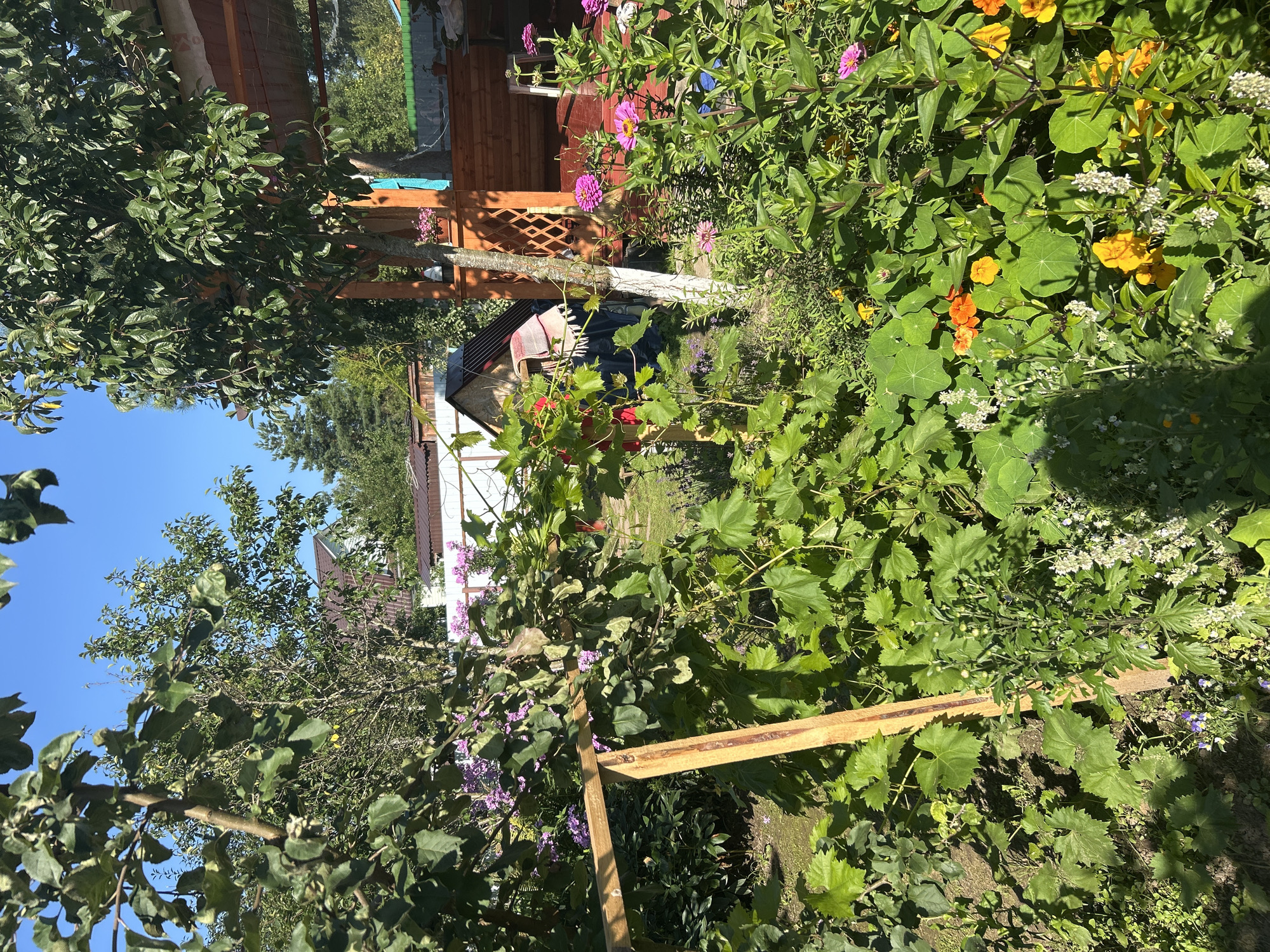 The image shows a vibrant, sun-drenched garden in Kalitsino, Russia. Lush green foliage dominates the scene, interspersed with colorful flowers. In the foreground, a wooden structure, possibly a trellis or support, is visible, entwined with green vines. Various flowers, including bright orange and yellow blossoms, and pink zinnias, are in bloom.
In the background, a wooden gazebo or porch area is partially visible, with a red-painted floor. A white-painted post supports part of the structure. Beyond the garden, houses with brown roofs and white fences are seen, suggesting a residential area. The sky is a clear, bright blue, indicating fair weather. There are no people visible in the image. The overall impression is one of a thriving, well-maintained garden.