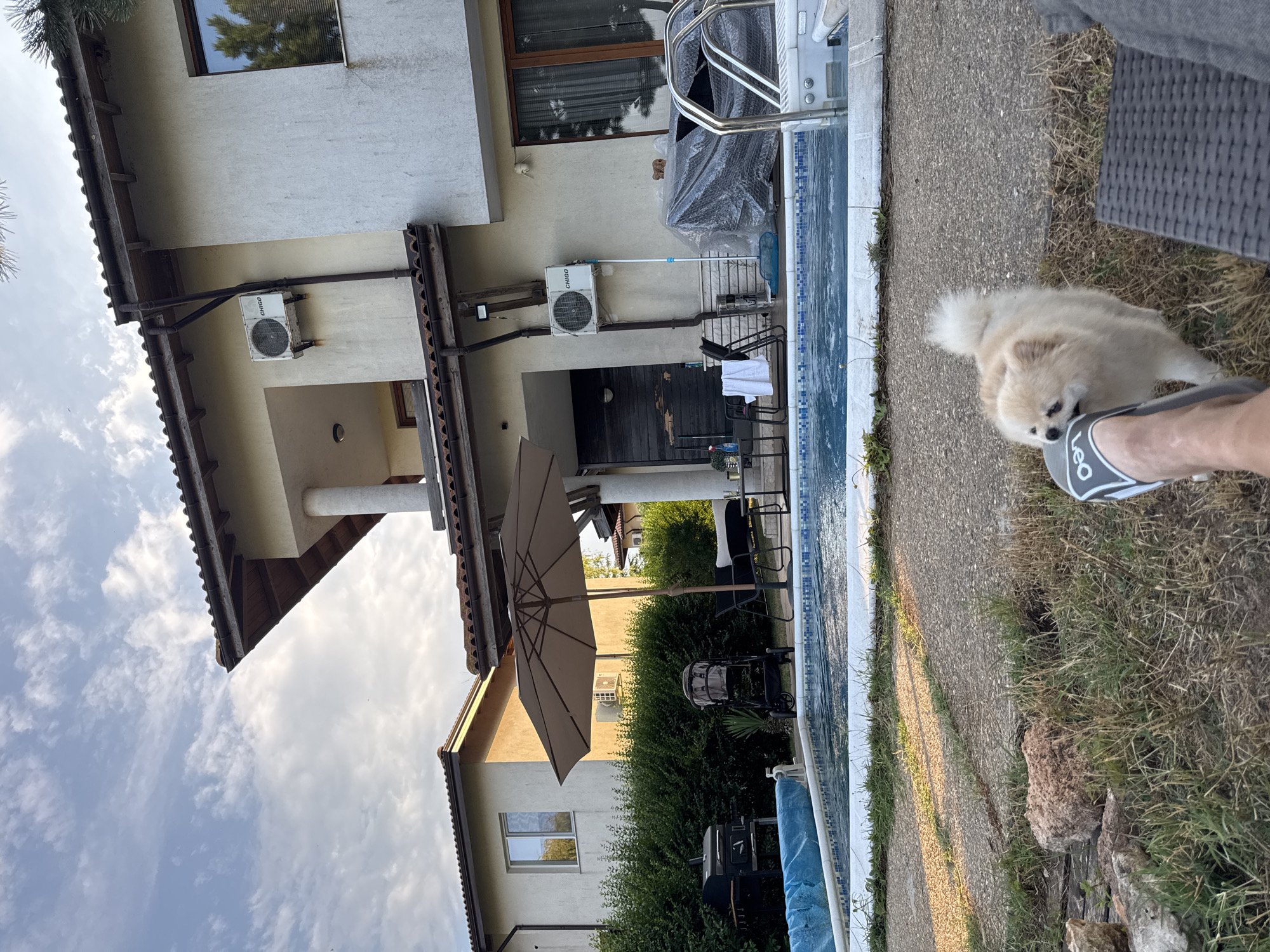 A small, fluffy Pomeranian dog is playing near a swimming pool in a backyard. The dog is light cream-colored and is looking down at a person's foot wearing a gray and white sandal. The swimming pool has blue and white tiled edging and is covered with a blue tarp. A concrete pathway runs alongside the pool, with dry grass and rocks on the right side.
In the background, a multi-story building with a beige facade and a tiled roof is visible. An air conditioning unit is mounted on the side of the building. There is also a large, light brown umbrella, some outdoor furniture, and a grill. The scene appears to be set in a residential area.
The sky is partly cloudy, suggesting it is daytime, possibly late afternoon or early evening given the warm lighting on the ground. The overall atmosphere is relaxed and domestic, with the dog appearing playful. No visible text is present in the image. The location context is Balchik, Bulgaria.
