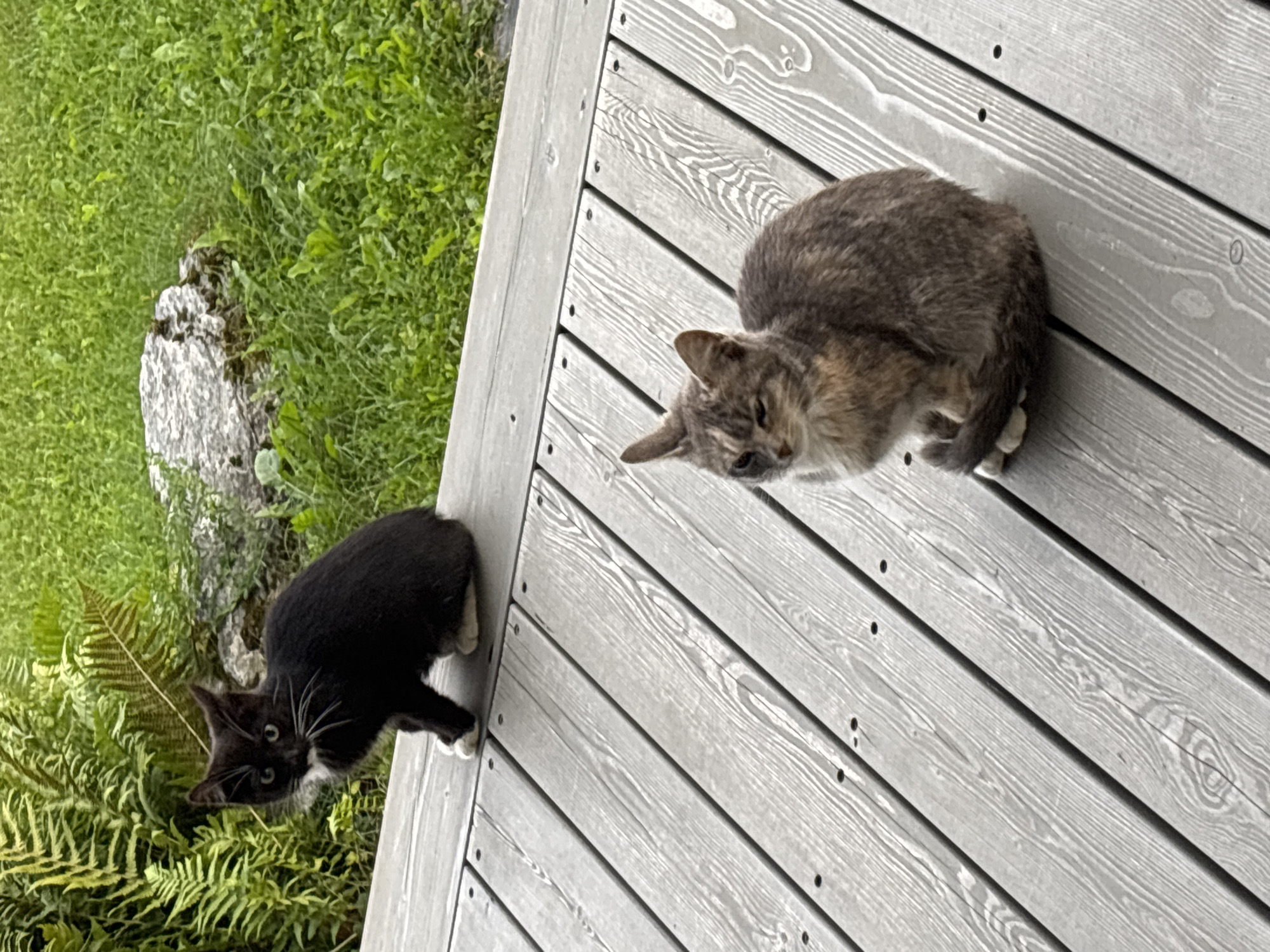 Two cats are present on a grey wooden deck. A black and white kitten is sitting on the left, looking at the camera. To the right and slightly further away, a tortoiseshell cat is sitting and looking to the left. The deck is outdoors, with a blurred background of green grass and foliage, suggesting a garden or park setting. The scene is likely in Zvenigorod, Russia.