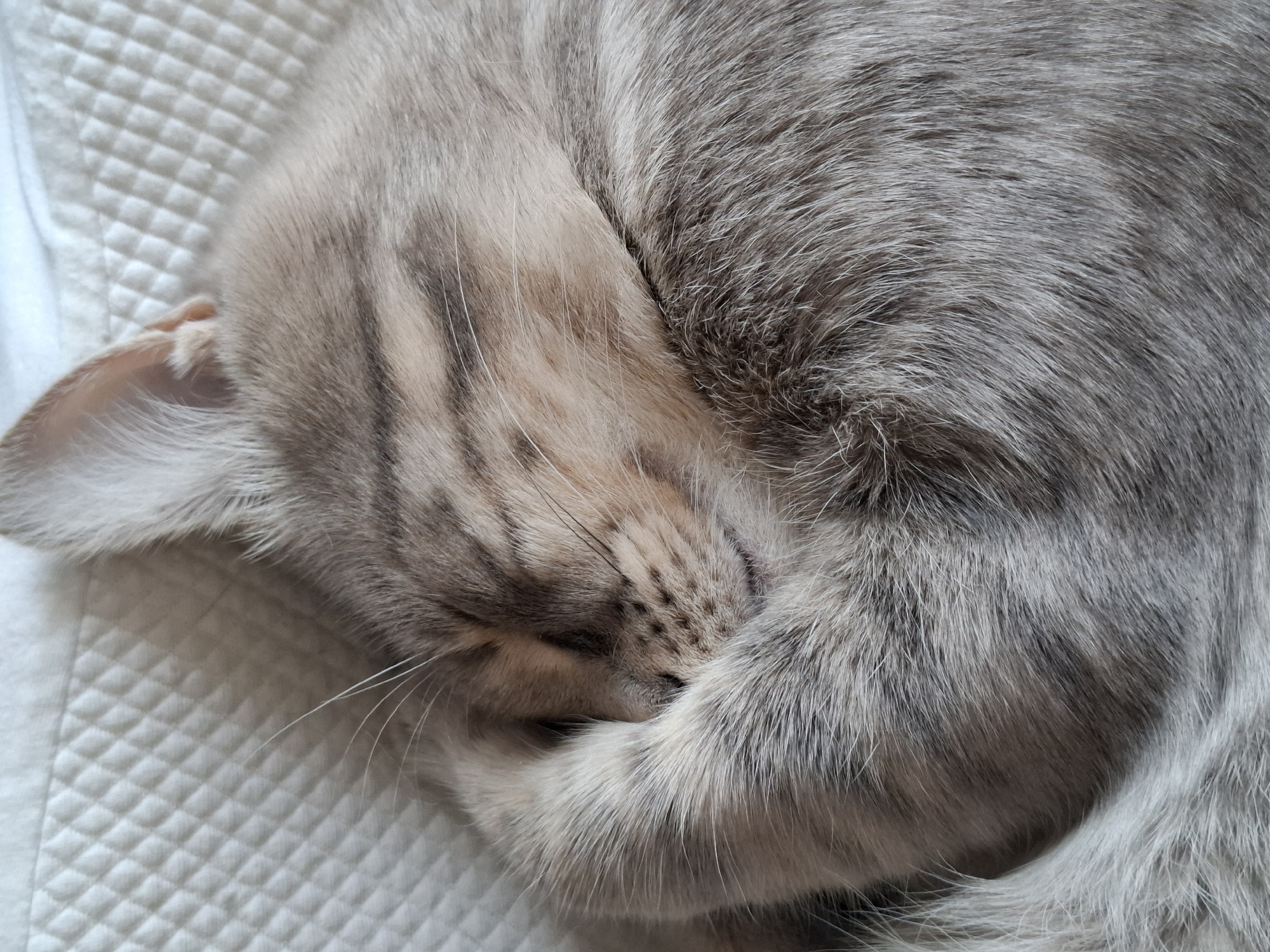 A domestic feline, likely a cat, is depicted in a close-up, top-down view. The animal is curled on its left side, appearing to be asleep, with its eyes closed. Its left front paw is positioned over its face, obscuring the muzzle and lower portion of its head. The fur displays a tabby pattern, predominantly silver-grey with lighter, cream-colored undertones and darker grey stripes on its head and body. Visible features include a portion of a cream-colored ear, white whiskers emanating from the cheek area, and fine black hairs around the closed eyelid. The cat's body is tightly coiled. It rests on a white, soft, quilted surface with a visible diamond stitch pattern. The scene is indoors. The specific location in the city of Novi Sad, Serbia, cannot be determined from the visual content of the image.