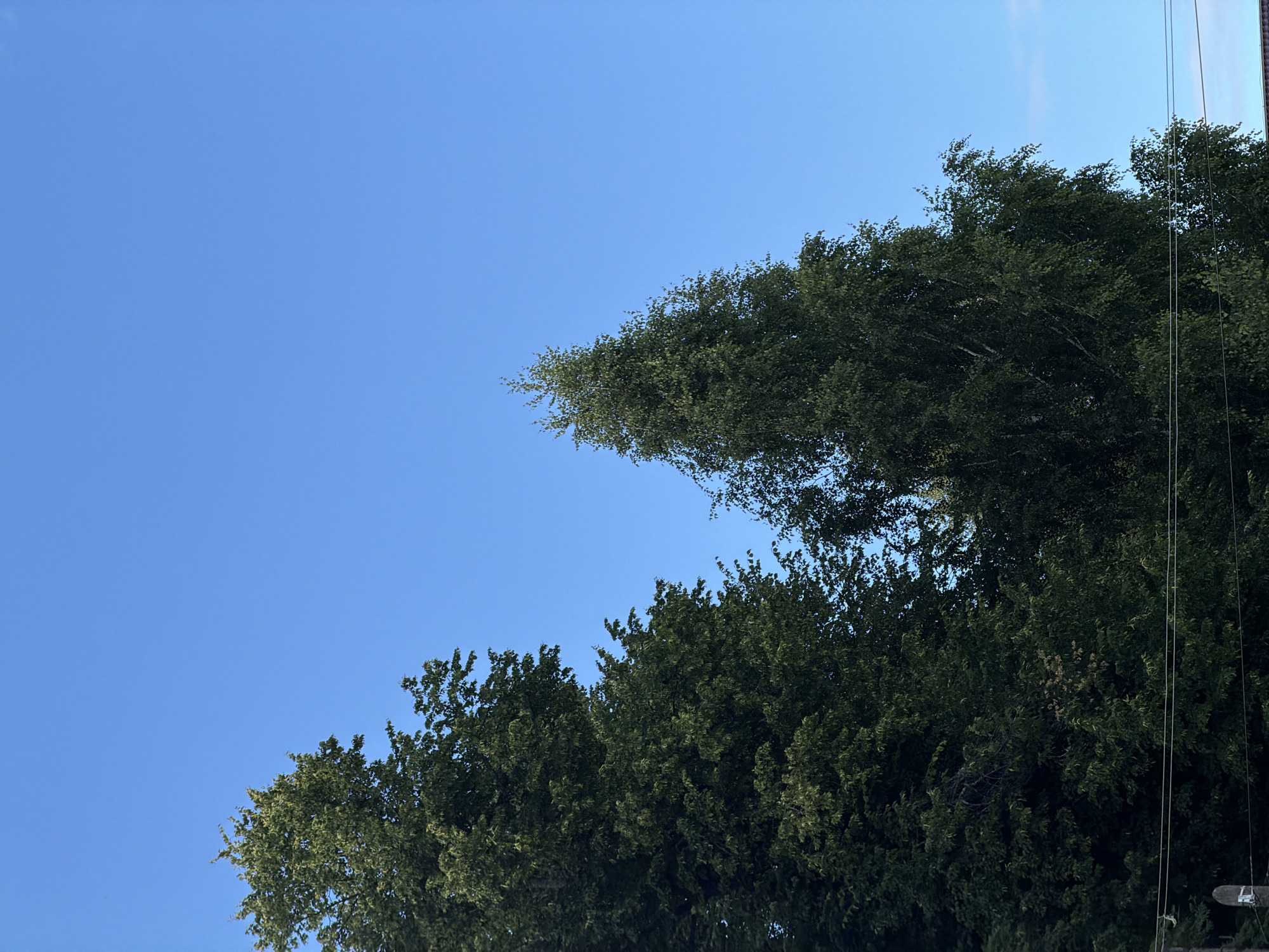 This media file is a photograph taken outdoors, looking up at a clear blue sky with a canopy of green trees in the foreground. The trees are dense and full of leaves, suggesting it is either late spring or summer. The lighting indicates it is daytime, likely morning or afternoon, with the sun illuminating the leaves from above.
The scene is composed of two main elements: the sky and the trees. The sky occupies the upper left portion of the image, a vast expanse of uninterrupted blue. The trees fill the right and bottom portions, forming a thick, verdant ceiling. Some lighter green foliage is visible at the top of the image, contrasting with the darker green mass below. Two thin, vertical lines, possibly wires or thin branches, are visible against the trees on the far right side of the image.
There are no people or specific objects other than the trees and the sky that are clearly identifiable. The setting appears to be a natural outdoor environment, such as a park or a forest, given the density of the trees. The overall mood is serene and natural, with the vibrant green of the trees set against the calm blue of the sky. There is no visible text in the image.
The provided location context of Moshenskoe, Russia, suggests that this photograph was taken in a rural or semi-rural area of Russia during a period of clear weather. The lushness of the trees would be consistent with the warmer months in this region.