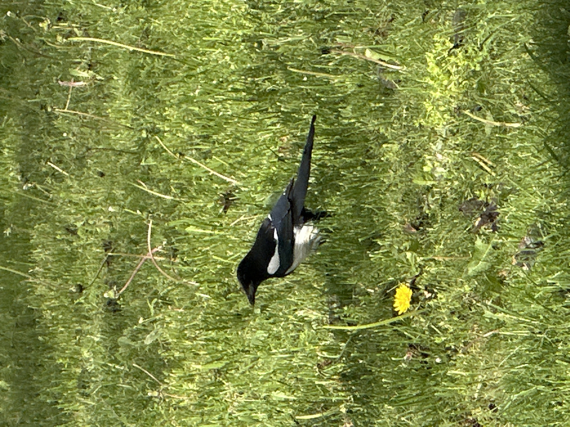 A magpie, a black and white bird with a long tail, is standing on a patch of green grass near a yellow dandelion flower. The location is the city of Stavropol, Russia.