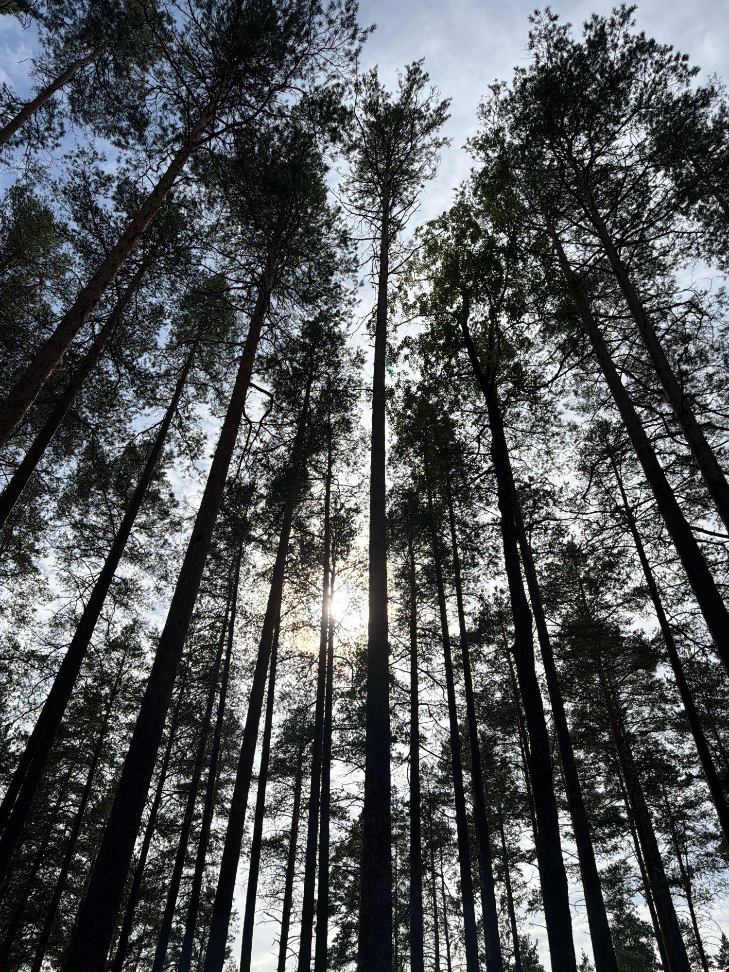 The image shows a low-angle view looking up through a dense forest of tall pine trees. The sun is visible through the canopy, casting rays of light and creating a bright sky with scattered clouds. The trees are silhouetted against the sky, emphasizing their height and the thick foliage. The scene is natural and appears to be a forest or wooded area. The location is stated to be Zerkal'nyi, Russia. There are no people or visible animals in the image. The overall impression is one of looking up into the sky from within a forest.