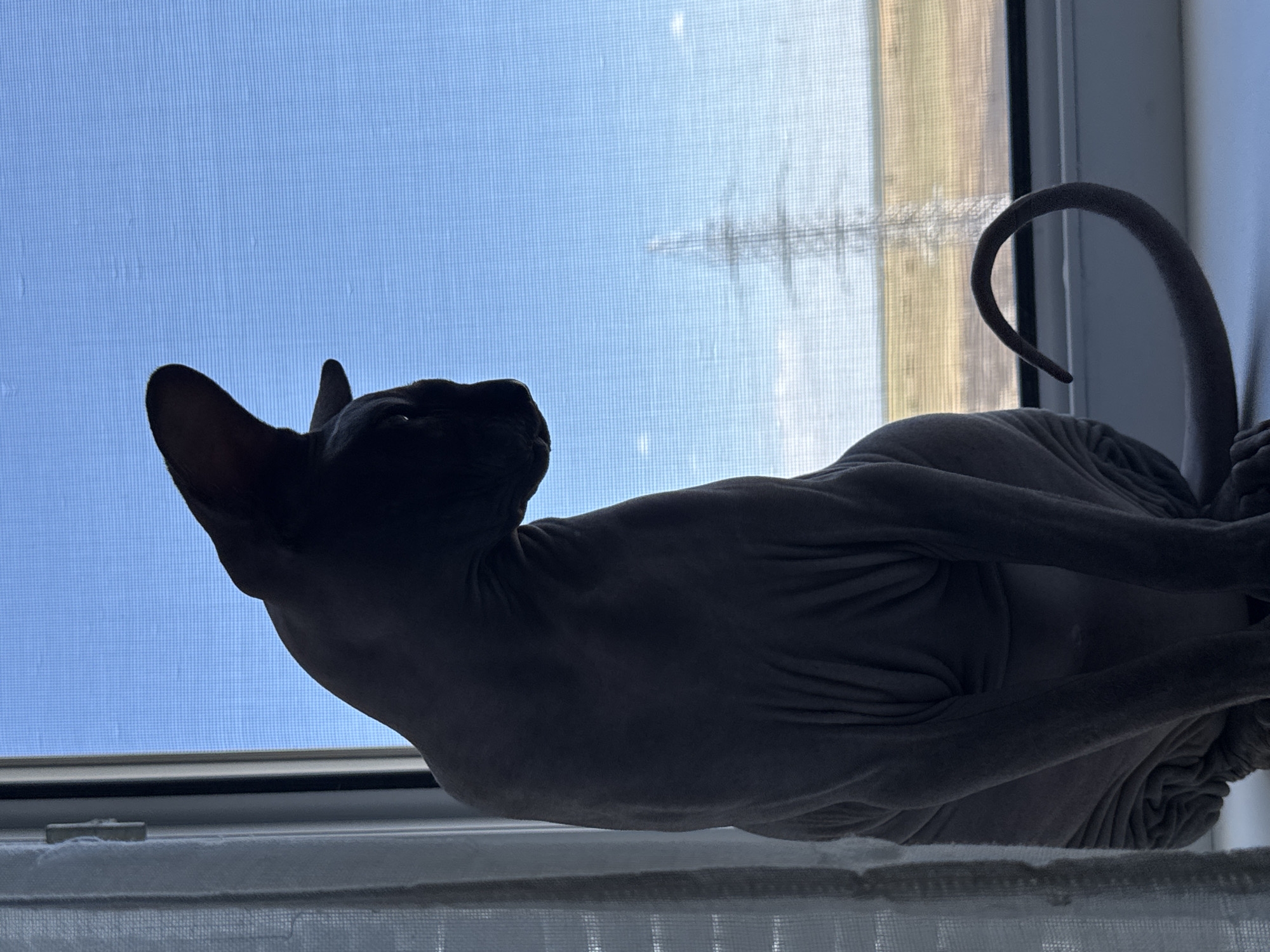 A hairless cat, likely a Sphynx breed, is silhouetted against a bright blue sky and a distant landscape of fields and a power line tower. The cat is seated on a windowsill, looking out. A sheer white curtain is visible on the left side of the frame. The scene is likely indoors, with the window providing a view of an outdoor environment. The image composition emphasizes the cat's unique form and its contemplative pose. There are no people visible in the image. The location in Tiraspol, Moldova cannot be determined from the visual information provided.