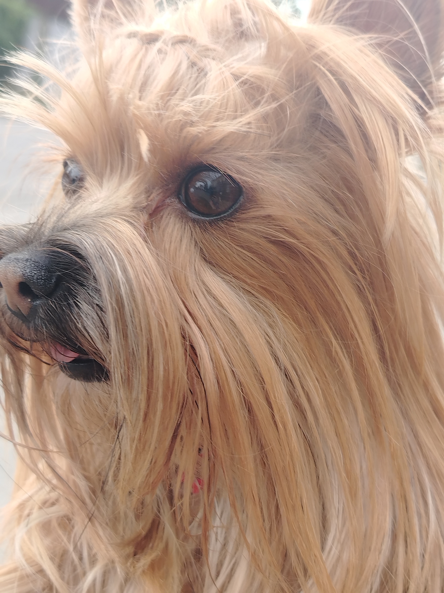 The image is a close-up, head-and-shoulders shot of a small, light-brown dog, possibly a Yorkshire Terrier, with long, flowing fur. The dog's face is turned to the left, with its left eye prominently in focus. The eye is dark brown and appears to be looking towards the viewer. A portion of its black nose and mouth are visible, with a pink tongue slightly protruding. The fur is a sandy blonde color with some darker strands mixed in, and it is styled with a few strands pulled back from the forehead. The background is blurred, suggesting an outdoor setting, with neutral tones of gray and green. There are no discernible landmarks or features that would indicate a specific location within Krasnodar, Russia. The image is framed to capture the dog's face and upper body, with no other subjects or significant objects present.