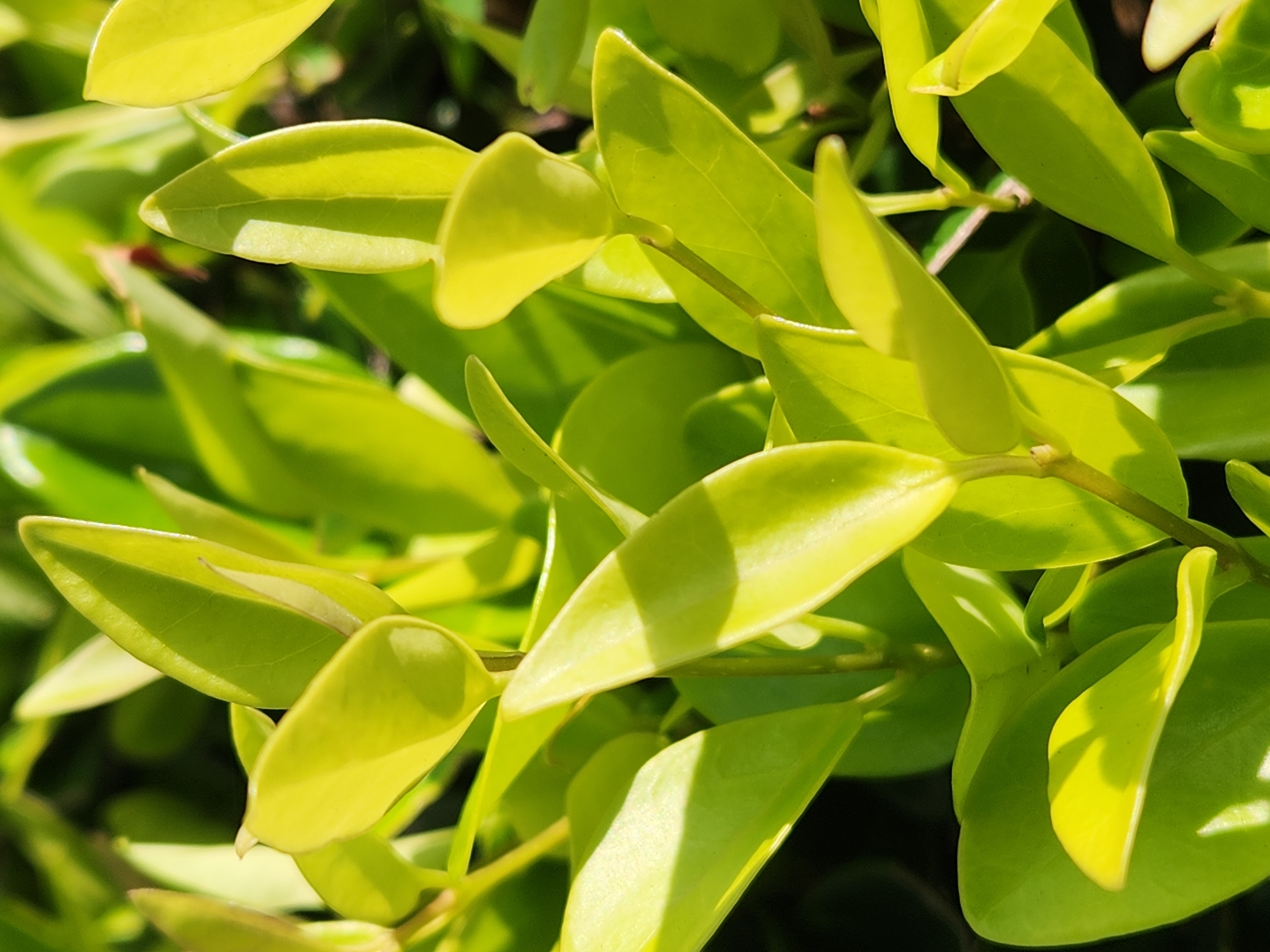 This is a close-up, macro photograph of vibrant, light green leaves and stems of a plant, likely taken outdoors in natural sunlight. The leaves are ovate to lanceolate in shape, with smooth margins and a slightly glossy surface that reflects the light. They are arranged in a dense cluster, overlapping each other, creating a rich texture and sense of abundance. Some leaves are a brighter yellow-green, indicating new growth or a strong reaction to sunlight, while others are a deeper, more mature green. The stems are thin and delicate, also green, and they connect the leaves in a flowing, organic pattern.
The lighting suggests it is daytime, likely morning or afternoon, given the bright, directional sunlight that creates highlights and shadows, giving the foliage a three-dimensional quality. The background is softly blurred, with dark, out-of-focus areas that help the brightly lit leaves stand out. There are no people or specific objects visible, and the scene is purely focused on the botanical subject. No text is present in the image. The setting appears to be a garden or natural outdoor environment, given the healthy appearance of the plant and the natural light. The overall impression is one of freshness, vitality, and the beauty of plant life. The location context provided is Altamonte Springs, United States of America, which aligns with a typical outdoor environment where such a plant would be found.