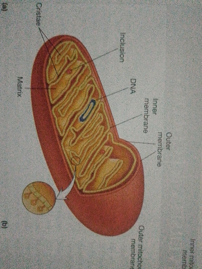 The image depicts a mitochondrion with labeled components. Key structures include the outer and inner membranes, the matrix, cristae (folds of the inner membrane), and inclusions. DNA is also visible within the matrix. An outer mitochondrial membrane label is shown. The structure of the cristae is highlighted with a zoomed-in inset, showing their folded nature and internal components.