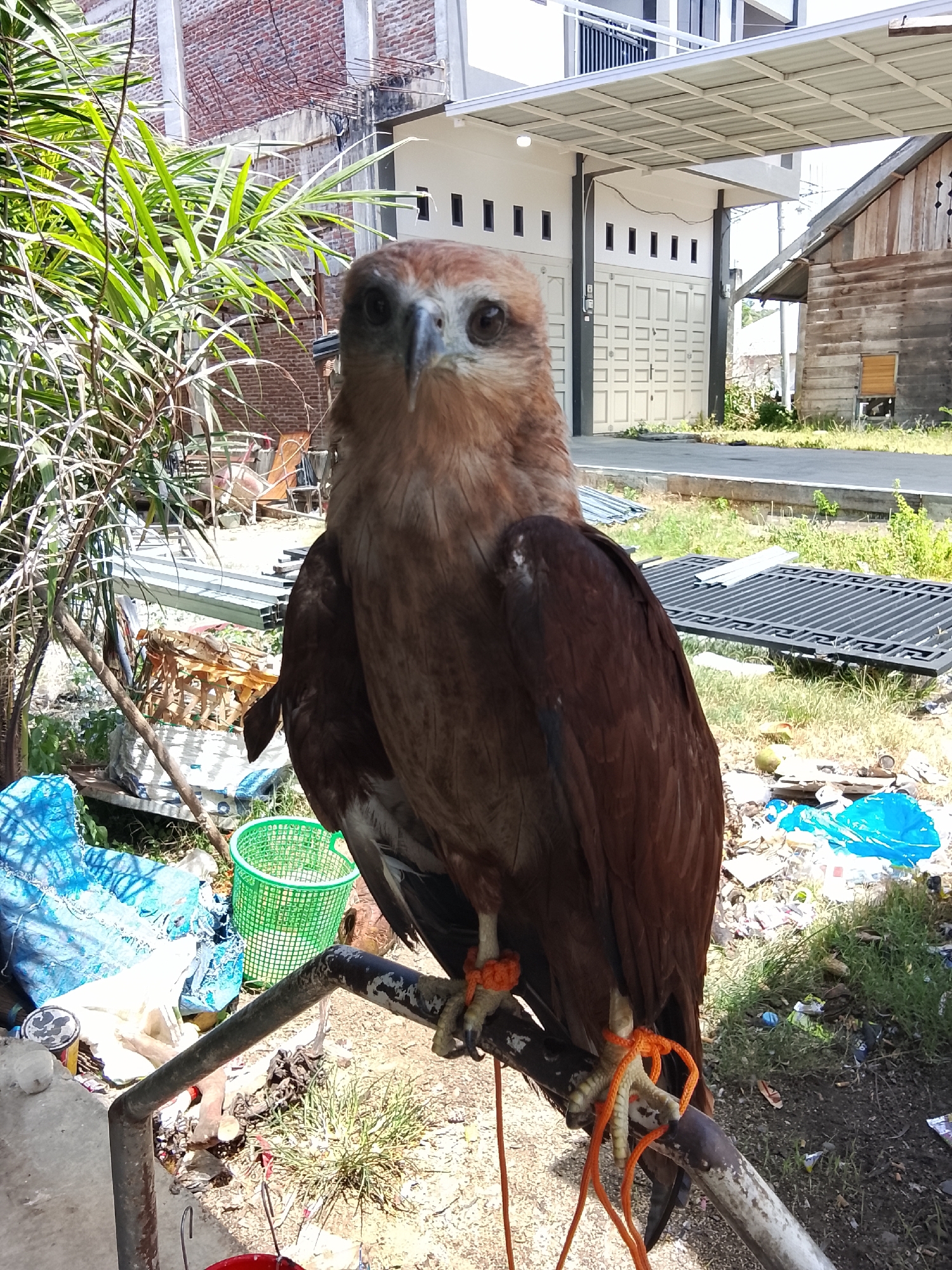 A brown hawk is perched on a metal bar in front of a brick building and some houses in Kuta Trieng, Indonesia. The hawk is looking directly at the camera with its head slightly tilted. Its talons are visible and appear to be tied with orange string. Behind the hawk, there are various objects scattered on the ground, including a green basket, blue tarps, and debris. The environment appears to be somewhat unkempt. The background includes buildings and vegetation, suggesting an outdoor setting in a residential or semi-urban area.
