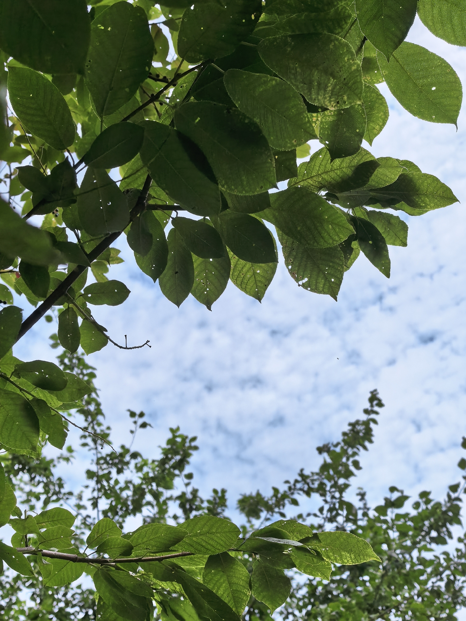 The image is a close-up, low-angle shot of lush green leaves from a tree, backlit by a partly cloudy sky. The leaves are vibrant green, with some showing small holes and lighter speckles, suggesting natural wear or insect activity. The branches are dark brown and create a natural frame for the sky above. In the background, more out-of-focus foliage and a bright blue sky with scattered white clouds are visible. The overall impression is one of nature's texture and the interplay of light filtering through leaves. This scene is likely from Krasnoyarsk, Russia, given the provided location context. There are no people or specific actions depicted.