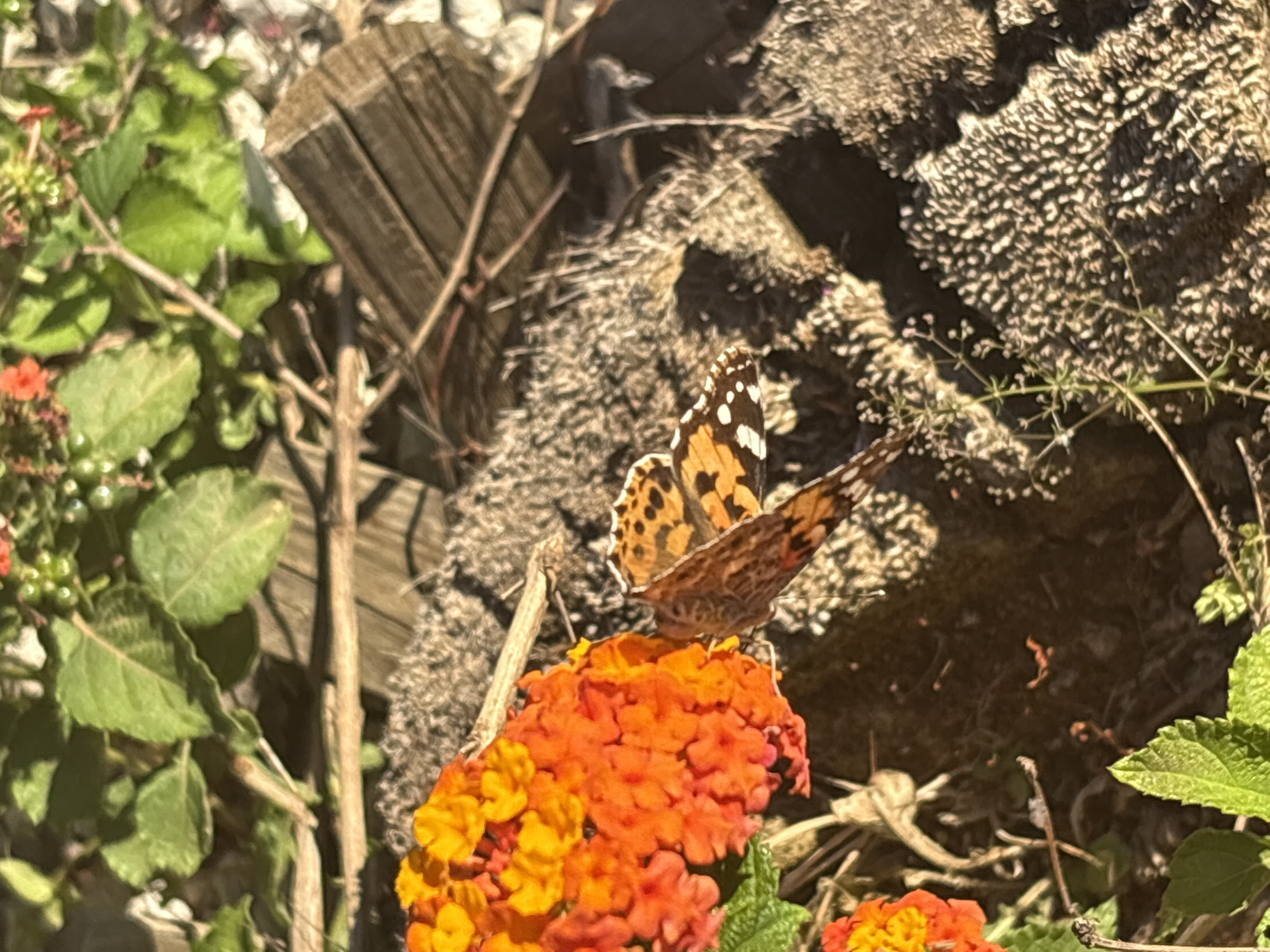 A butterfly is perched on an orange flower in Urbanización Encinares De Alcolea, Spain. Behind the flower is a wooden post and some brush. Green foliage is on the left side of the image.
