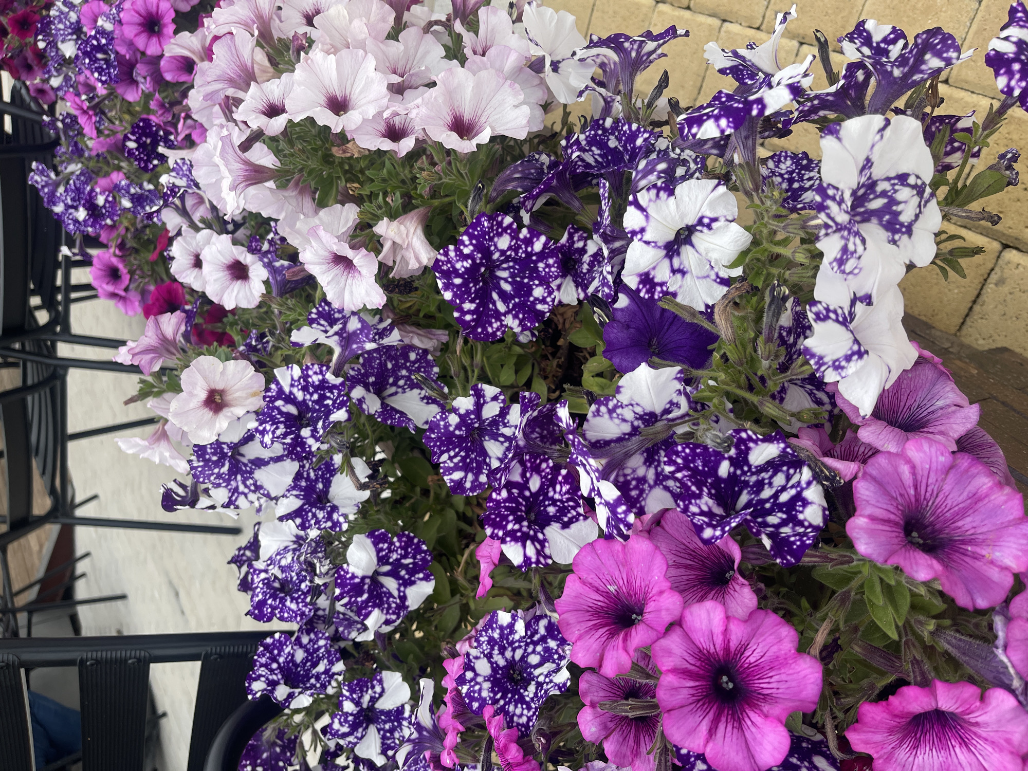 The image features a close-up of a profusion of petunia flowers in varying shades of purple, pink, and white, with some blossoms exhibiting a speckled pattern of purple and white. The flowers are densely packed together, suggesting they are growing in a container or flower bed. The presence of a dark, possibly metal, structure on the left suggests the container is part of an outdoor setting, possibly a balcony or patio. The background is slightly out of focus.
While I can describe the visual elements, I lack the information to establish a precise location within Nea Makri Municipal Unit, Greece.