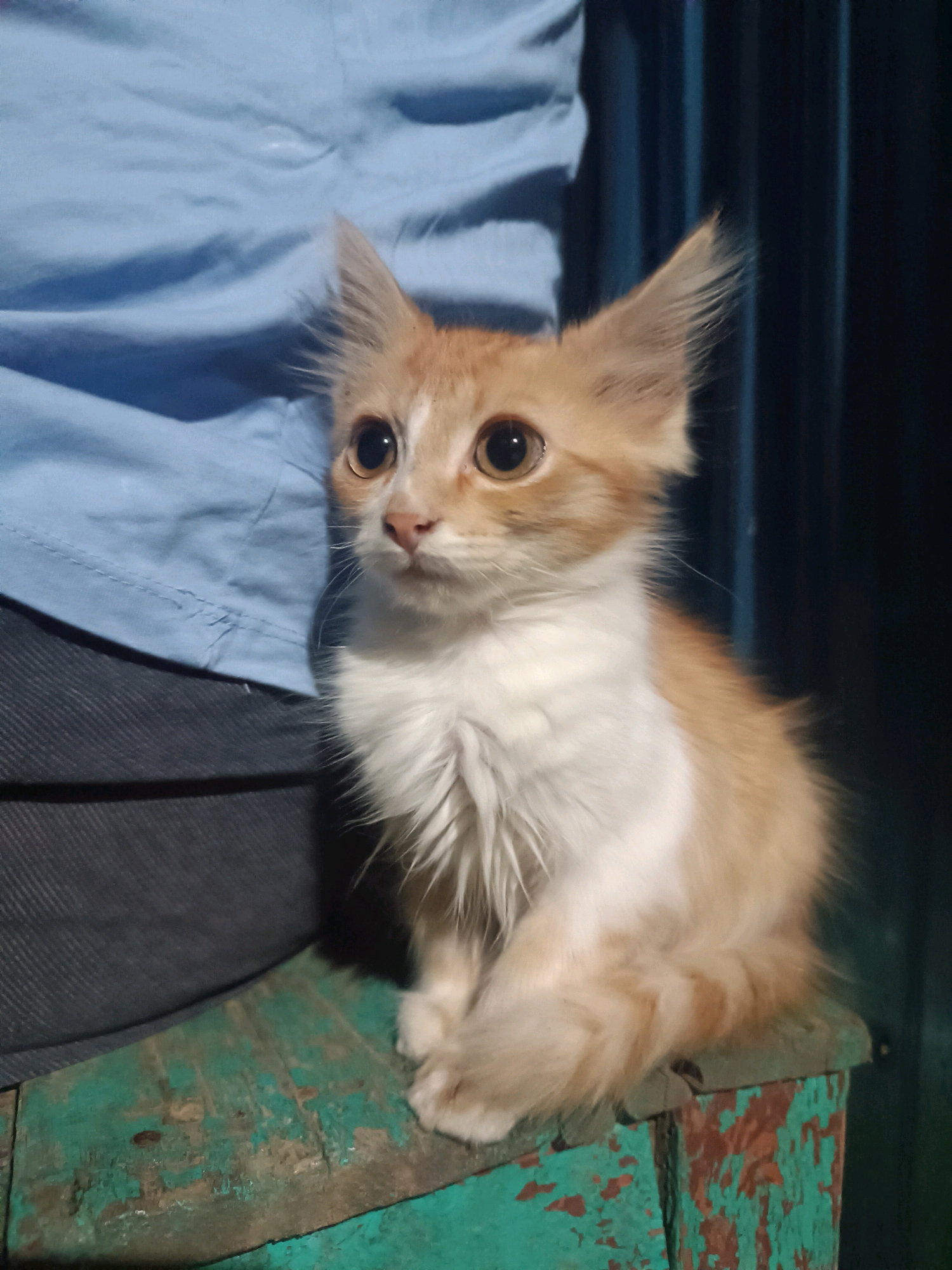 A ginger and white kitten is sitting on a rustic, teal-painted wooden surface. The kitten is facing left with large, wide eyes and is looking slightly upward and to the left. Its ears are pointed and fluffy. The kitten's fur is a mix of orange and white, with longer fur around its neck and chest. Behind the kitten, a person's lap is visible, wearing a blue shirt and dark pants. The background consists of dark, vertical lines, possibly curtains or a wall. The scene appears to be indoors, with the lighting casting shadows.