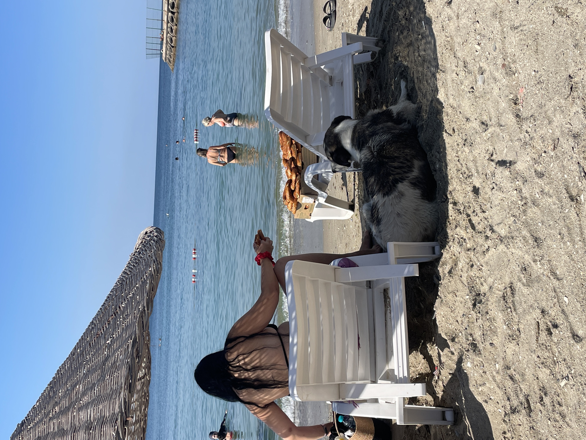 In Kadıköy, Turkey, a beach scene unfolds under a clear blue sky. A woman with long black hair, wearing a black bikini, sits in a white plastic beach chair facing the sea, holding a piece of food. Beside her chair, a large, black and white dog rests on the sand. In the foreground, a large woven umbrella casts a shadow over the sand. Behind the woman, a wooden cart is laden with baked goods, likely simits, a type of Turkish bagel. Two white beach chairs are positioned near the cart. In the shallow, clear water, several people are visible, some swimming and others wading. Further out, a man in a black wetsuit is swimming. The coastline is marked by a breakwater made of concrete rings topped with a fence, and buoys float in the water. The sand is light brown and scattered with small shells.