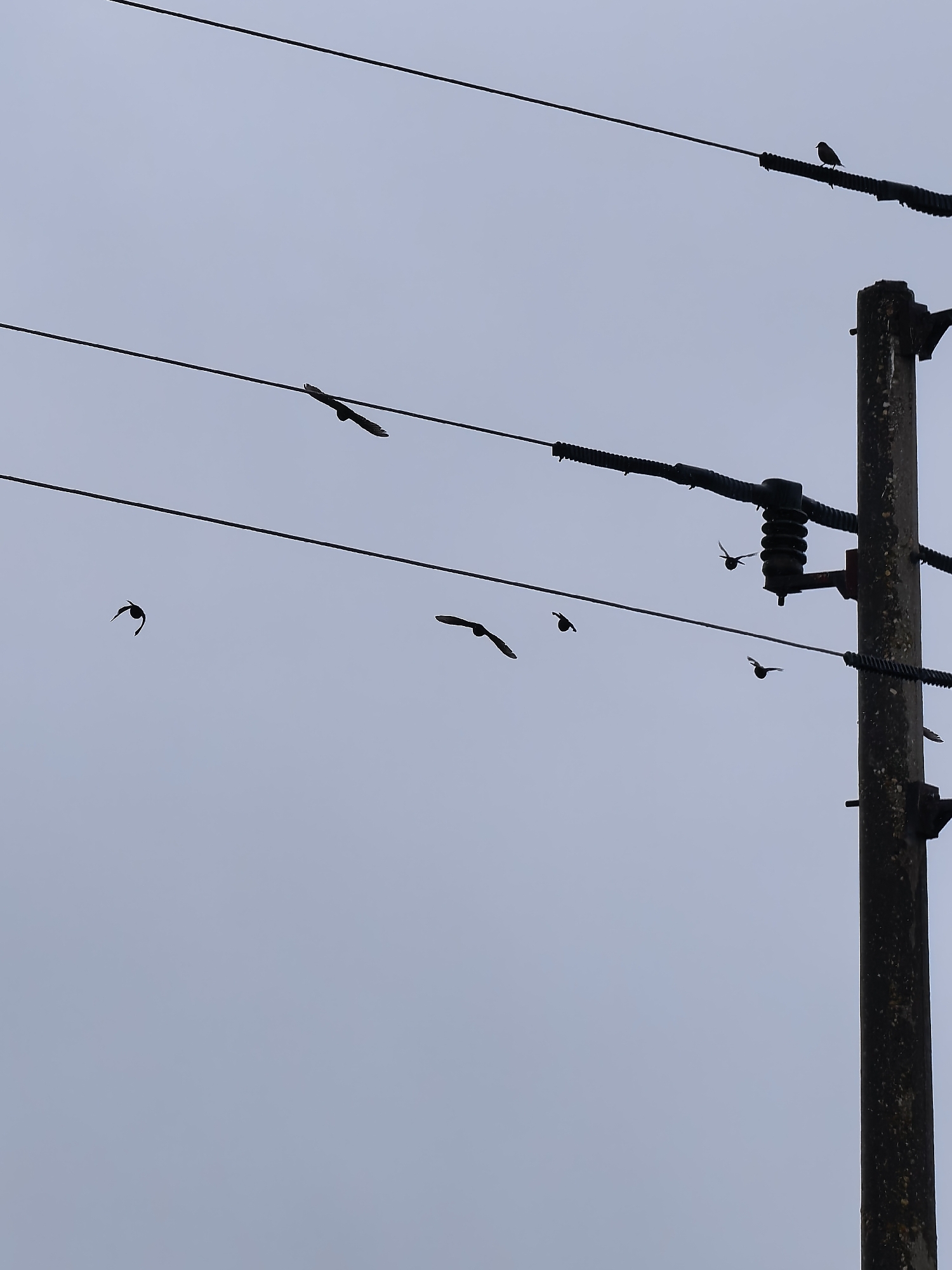The image displays an outdoor scene featuring utility infrastructure and birds against a light grey, overcast sky. A sturdy, dark utility pole stands vertically on the right side of the frame, from the bottom to near the top. Several thick, dark power lines stretch horizontally across the image, attached to the pole with insulators.
One small bird is perched on the uppermost power line, visible as a dark silhouette against the sky. Below this, a flock of several other birds is in various stages of flight across the mid-ground. These birds are also seen as dark silhouettes, some with wings spread wide, others appearing to flap or glide. One bird is captured on a lower power line, while others are in mid-air near the lines and pole.
The sky is uniformly pale grey, indicating an overcast day. The soft, diffuse lighting means there are no distinct shadows, and all subjects are silhouetted, making details of the birds' species indistinct. The setting appears to be a common outdoor area where utility poles and power lines are present, possibly a suburban or rural environment. There is no visible text in the image.