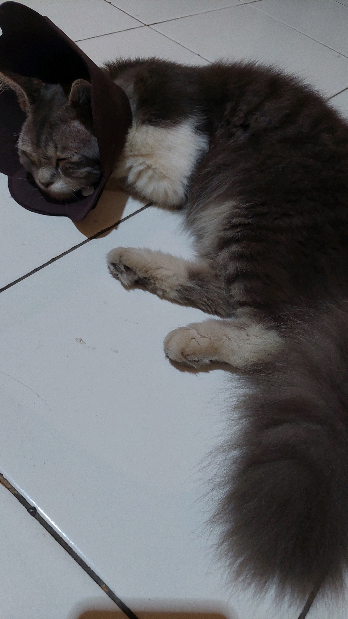 A gray and white cat wearing a dark brown Elizabethan collar is sleeping on a white tiled floor. The cat is lying on its side, curled up, with its head resting inside the collar. The floor has visible grout lines between the tiles. The lighting appears to be artificial, casting soft shadows. The image was taken indoors, in Bojong Gede, Indonesia.